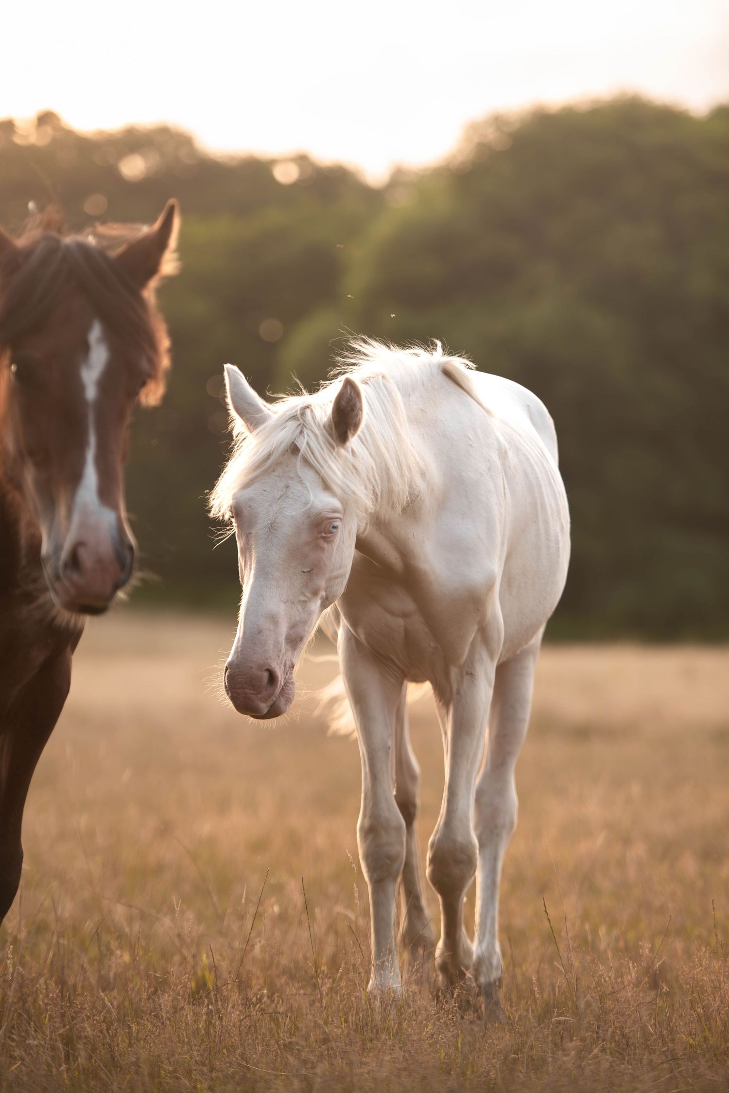 White foal and brown horse standing in a golden sunlit field with green trees behind.