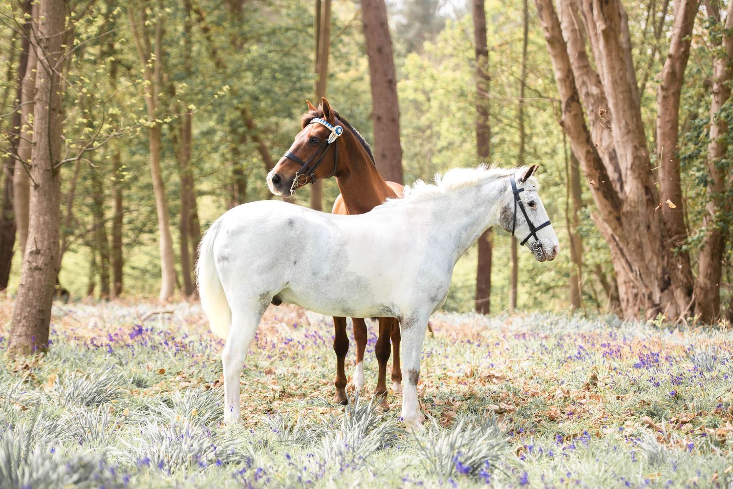 A brown and white horse standing together in a bluebell forest clearing.