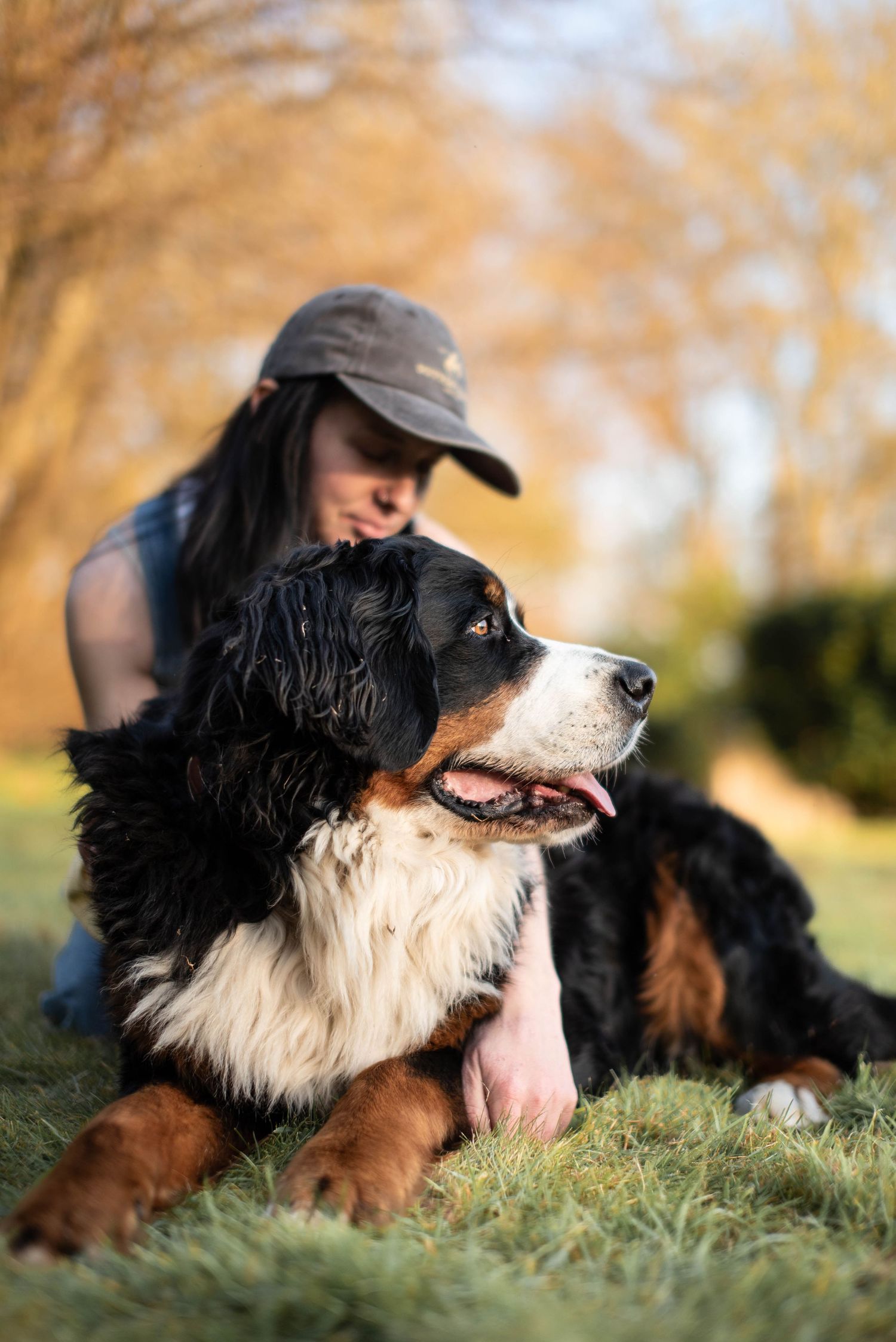 A woman in a cap sitting behind a large Bernese Mountain Dog on autumn grass.
