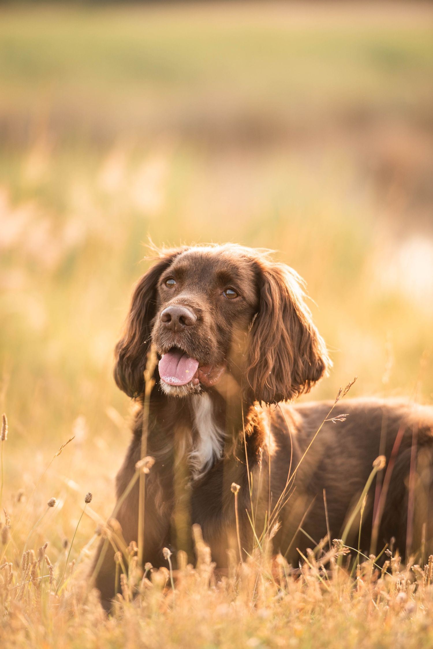 A happy brown Spaniel dog sitting in a golden field of tall grass on a sunny day.