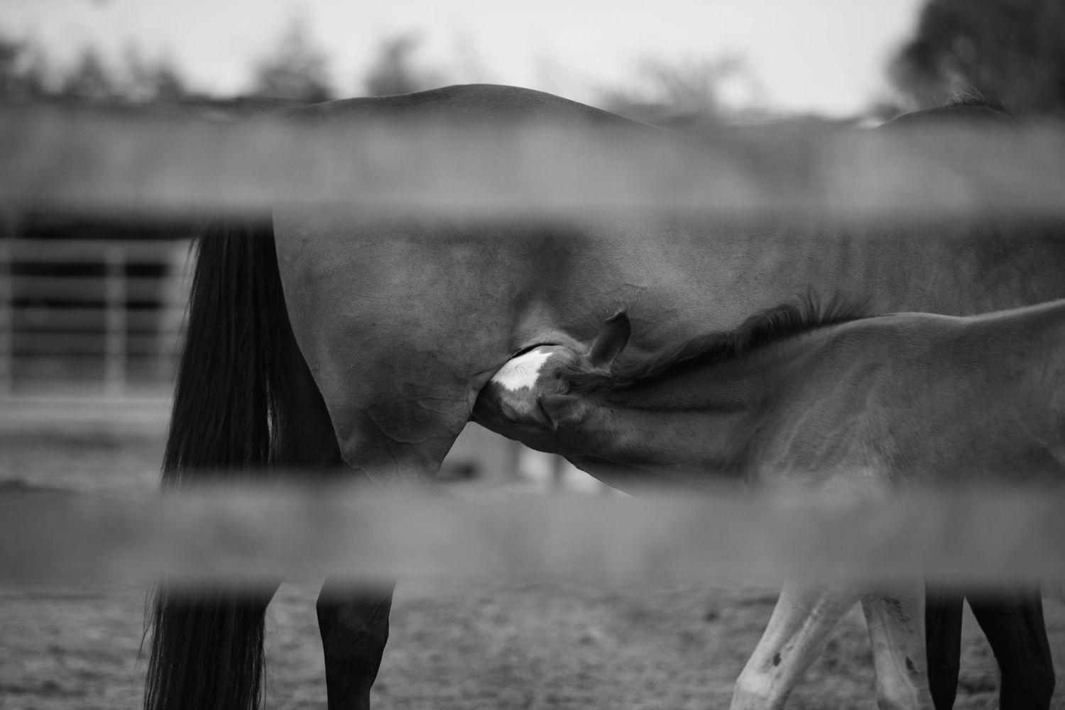 Black and white photo of a foal nursing from its mother horse through a metal fence rail.