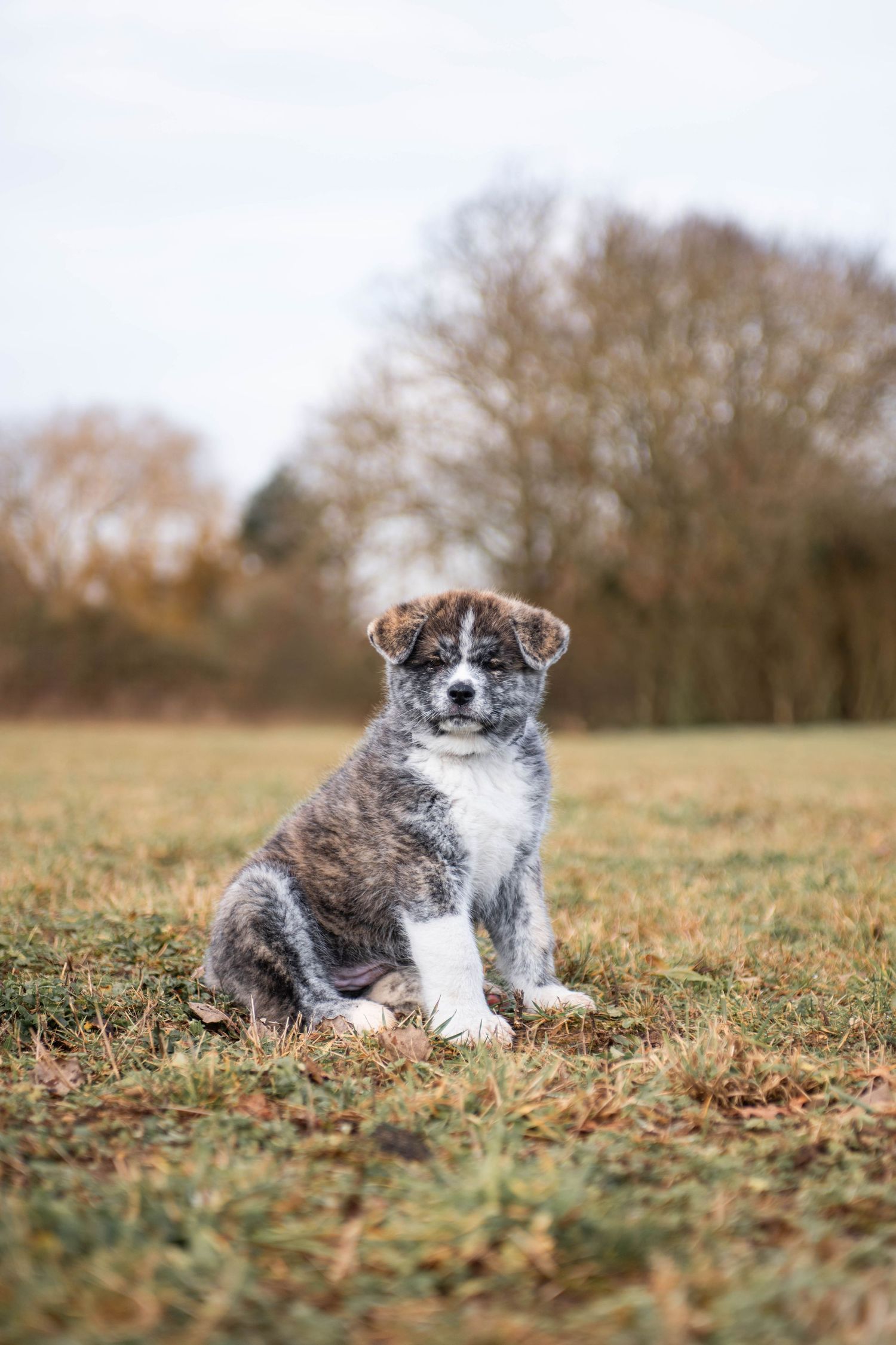 Adorable grey and white puppy sits on autumn grass in an open field.