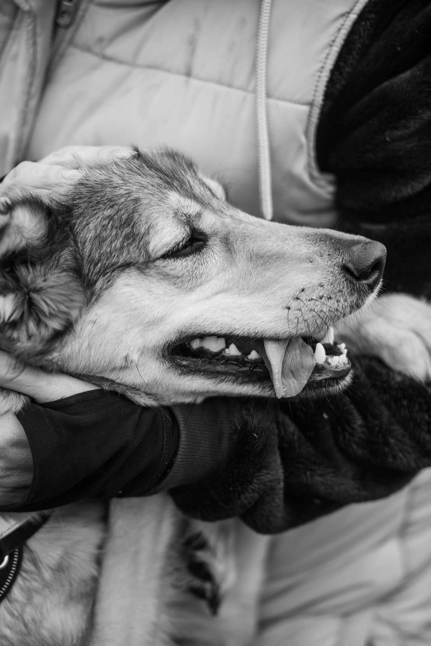 Black and white close-up of a dog being held by gloved hands, showing teeth and tongue.