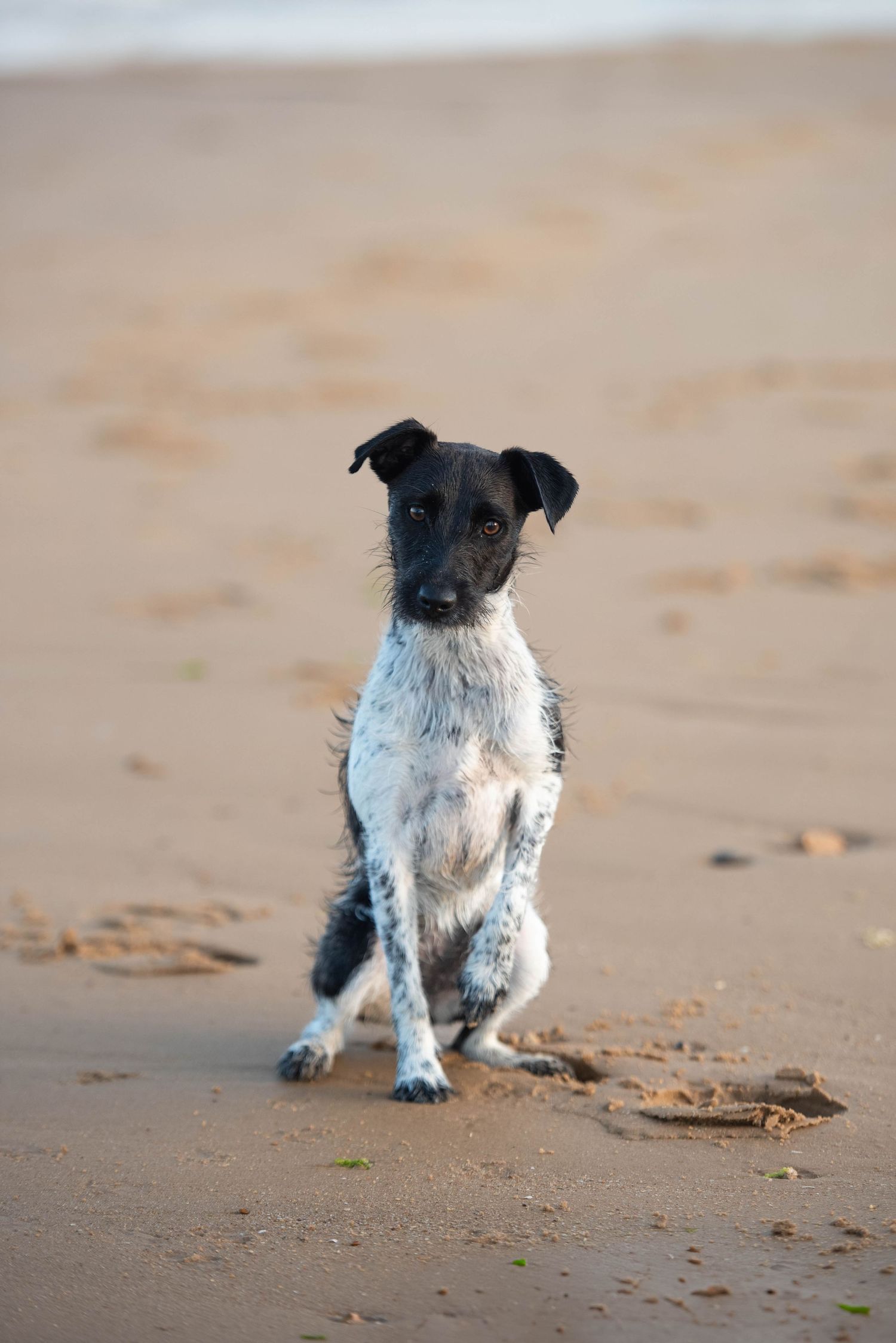 A small black and white mixed breed puppy sitting on a sandy beach shore.
