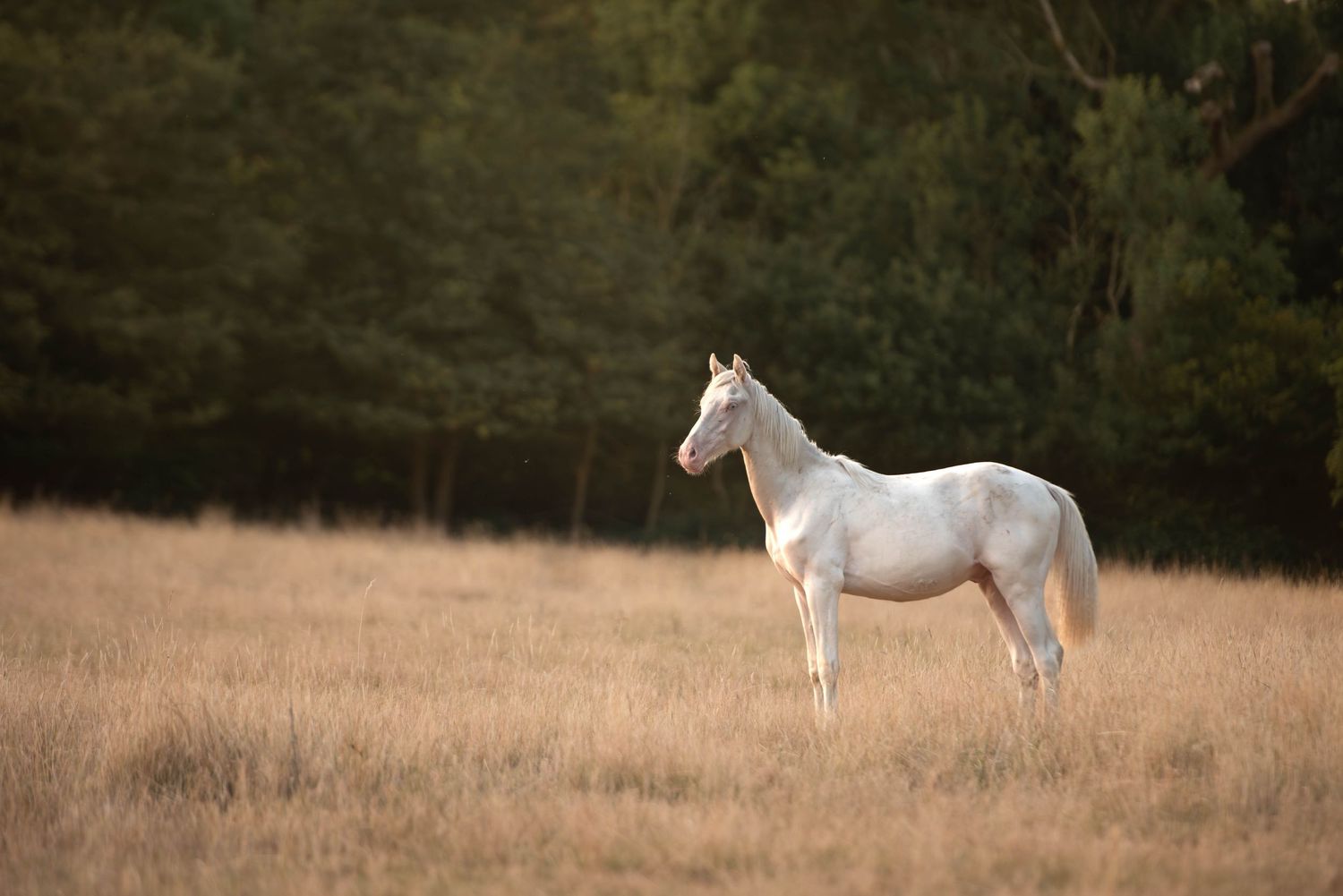 Elegant white horse standing alone in a golden field with dark green forest in background.