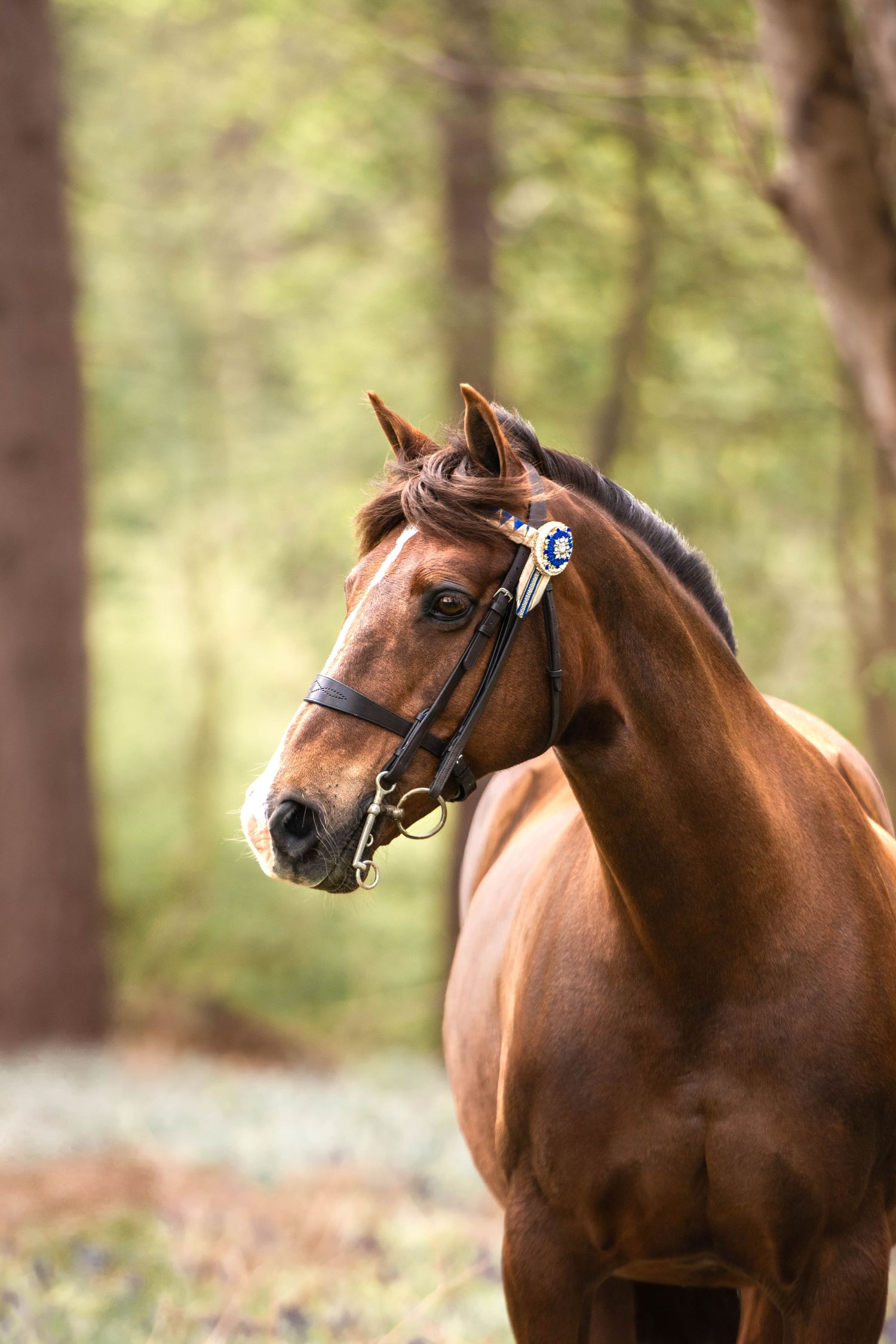 Close-up portrait of a chestnut horse with a blue rosette in a forest setting.