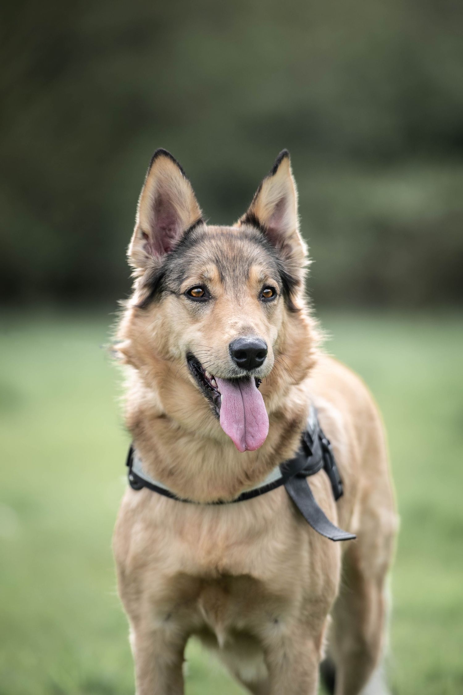 Alert German Shepherd mix dog standing in a field wearing a harness with tongue hanging out.
