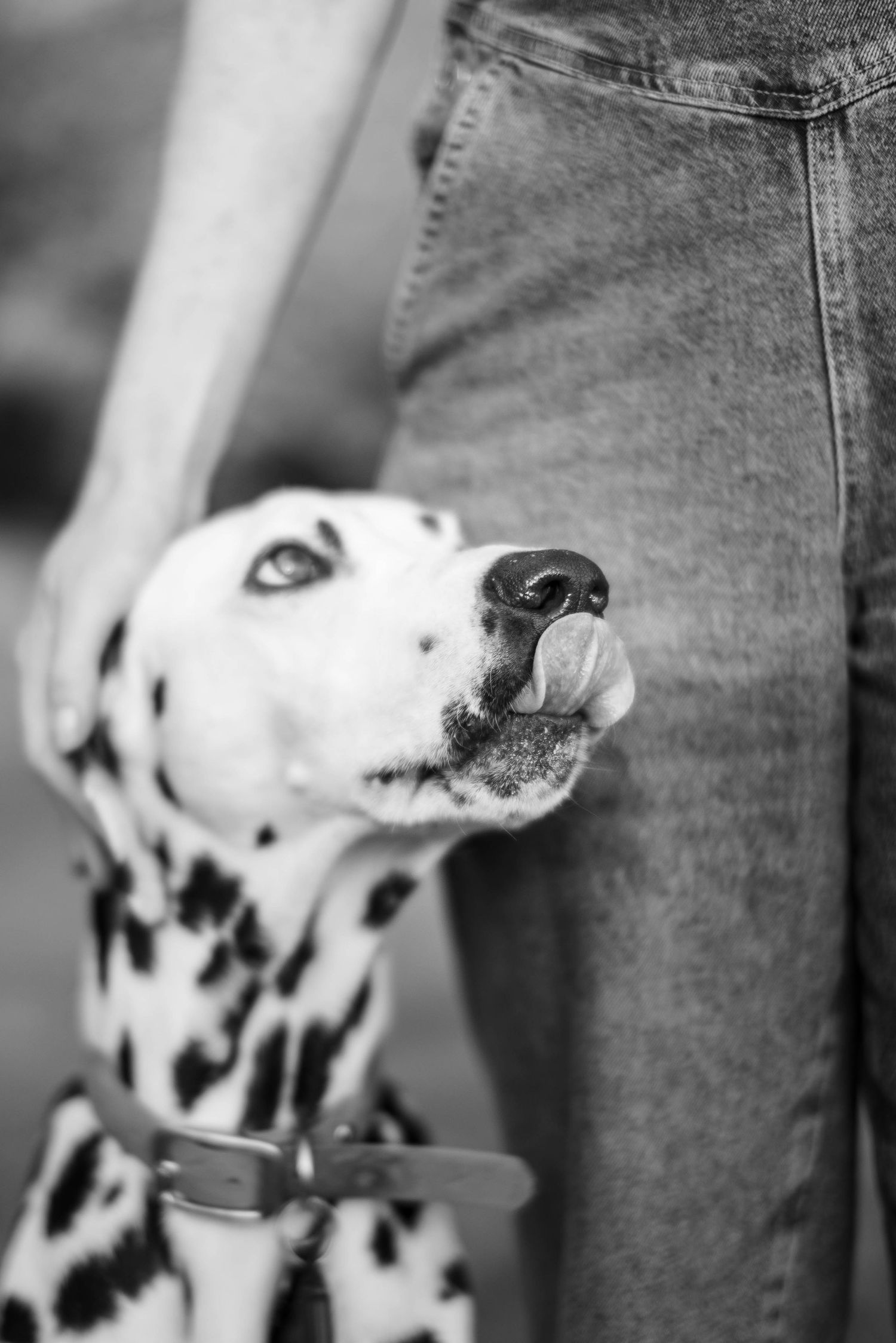A Dalmatian dog licking its nose while standing beside a person wearing jeans, black and white photo.