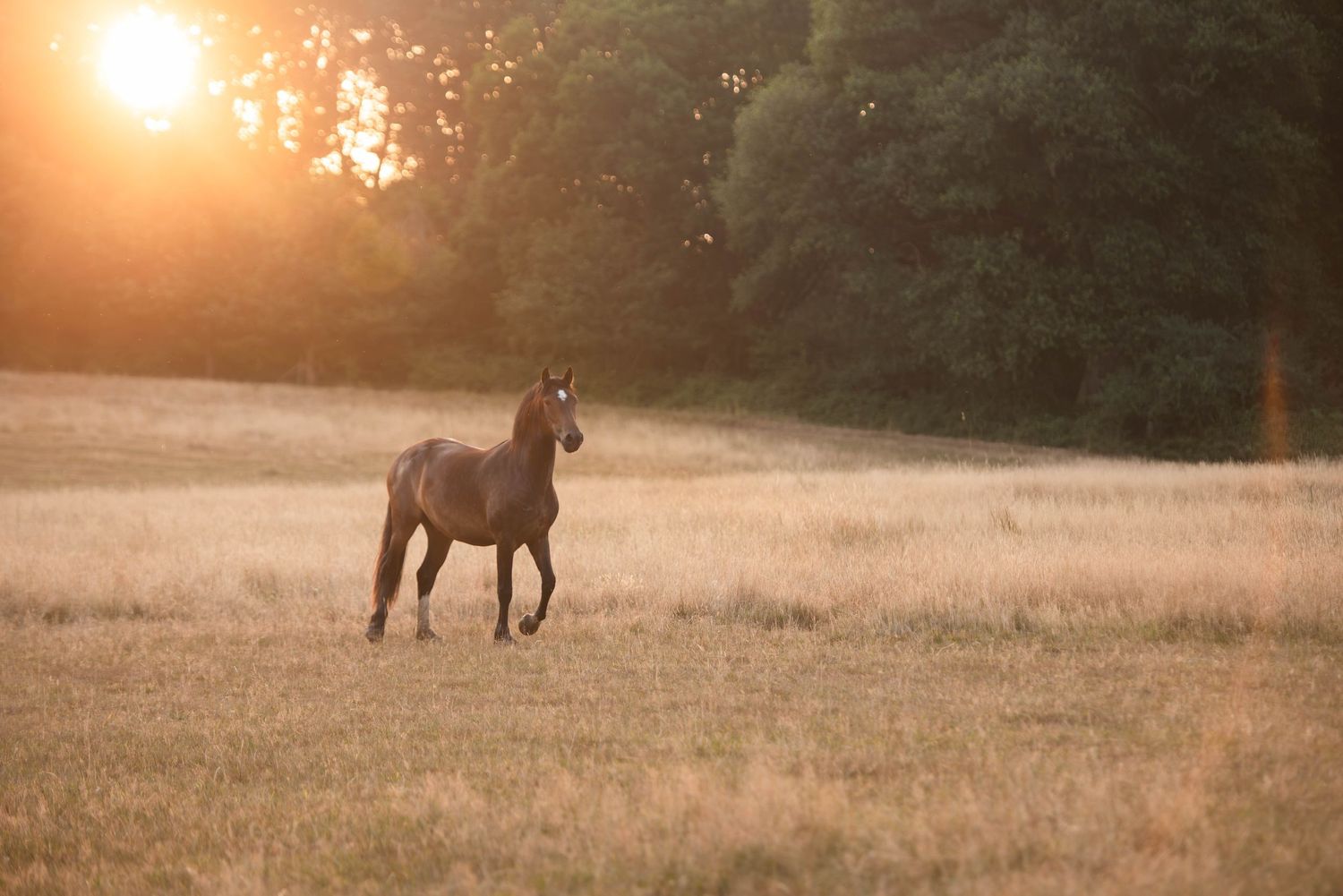 A brown horse stands alone in a golden field bathed in warm sunset light near trees.