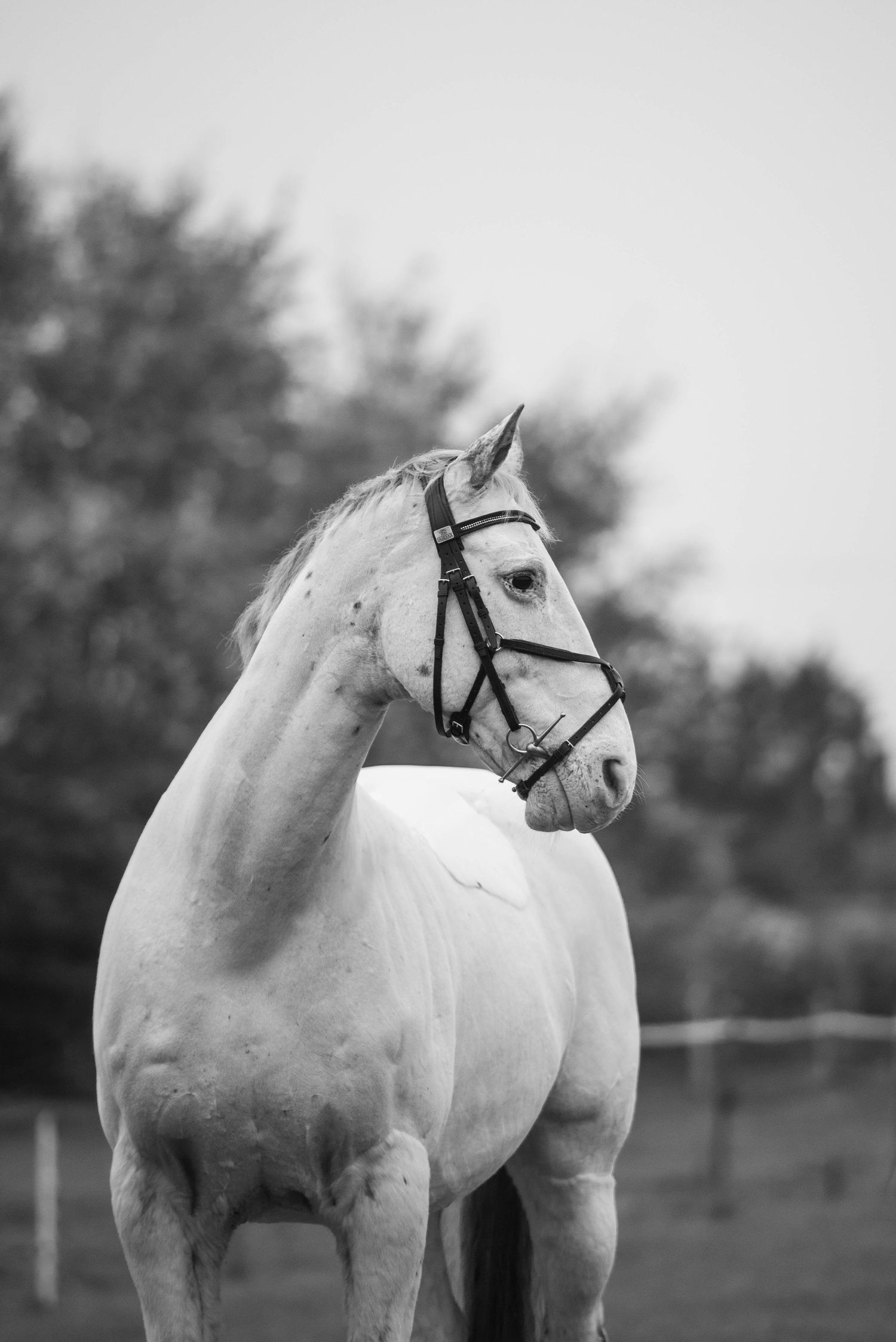 Black and white portrait of a white horse wearing a bridle standing in an outdoor field with trees in background.
