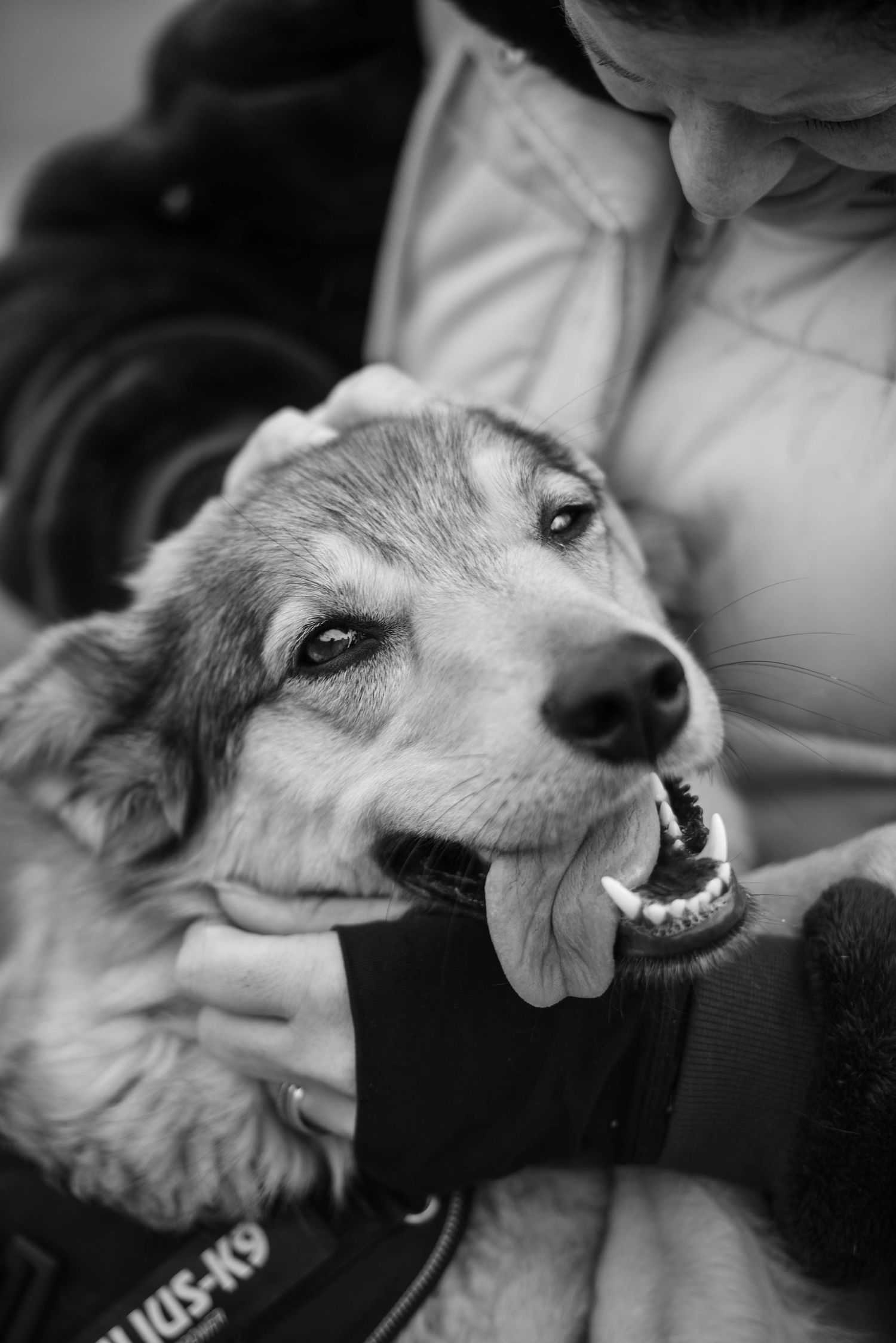 Black and white close-up of a husky mix puppy being held wearing a Julius-K9 harness.
