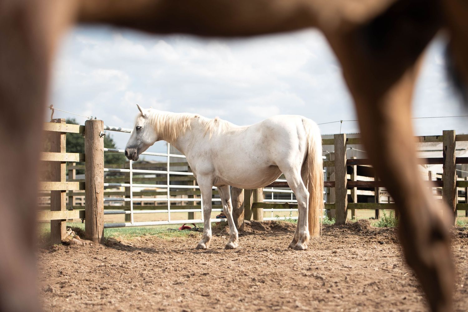 White horse standing alone in a sandy paddock framed by the legs of another horse in foreground.