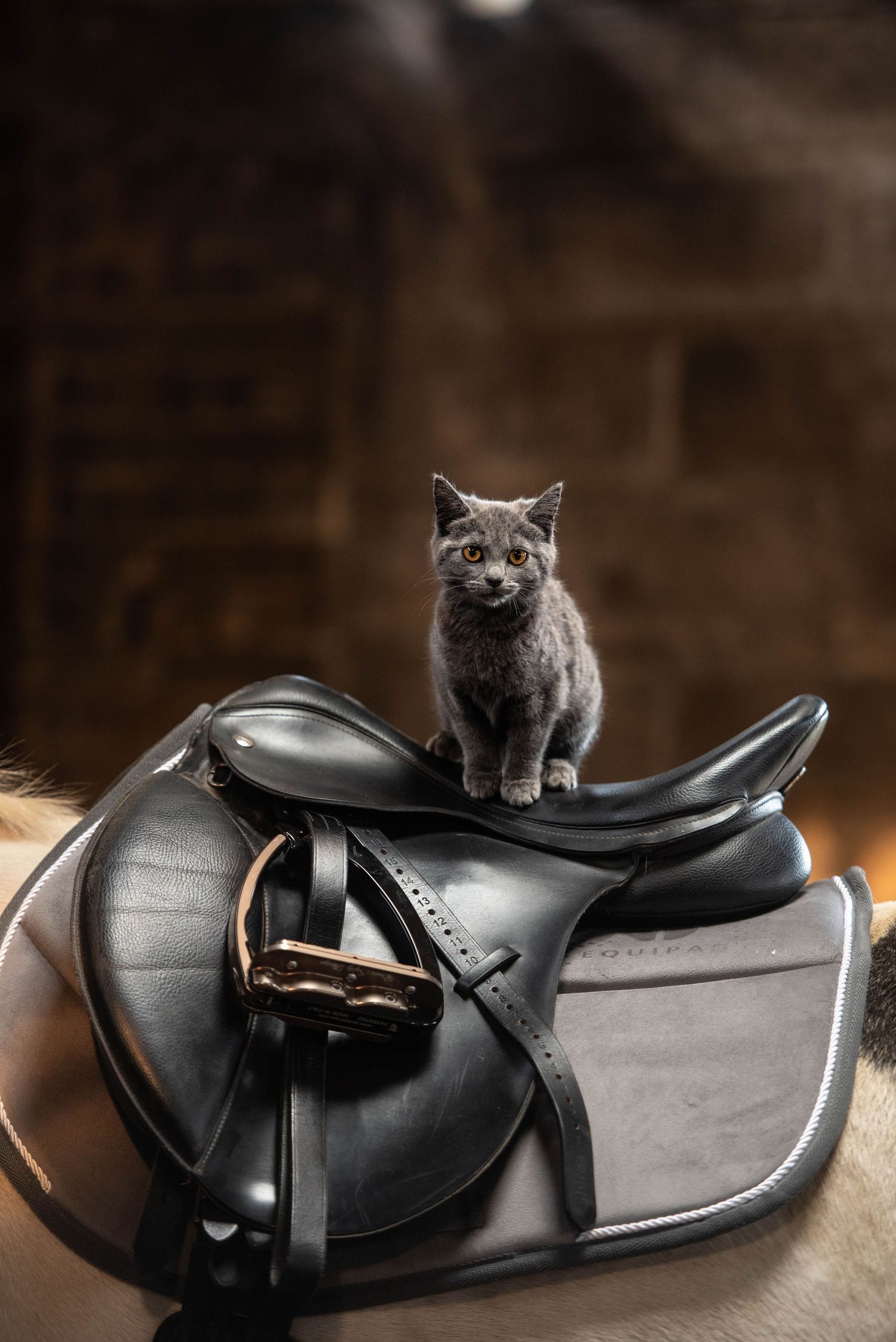 Fluffy grey British Shorthair kitten sitting on a black leather dressage saddle in a rustic stable.
