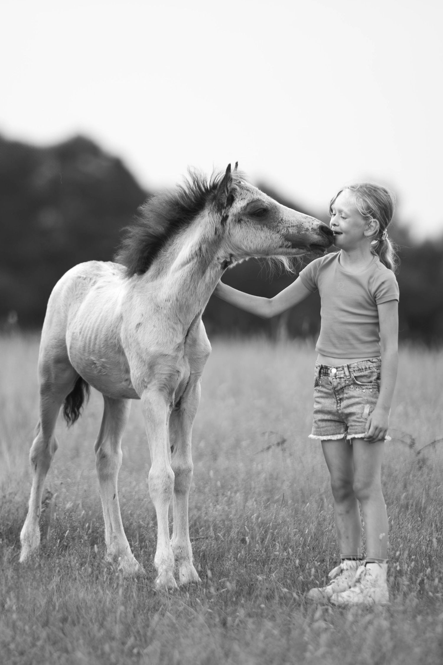 A young girl laughs as a small foal nuzzles her face in a grassy open field.