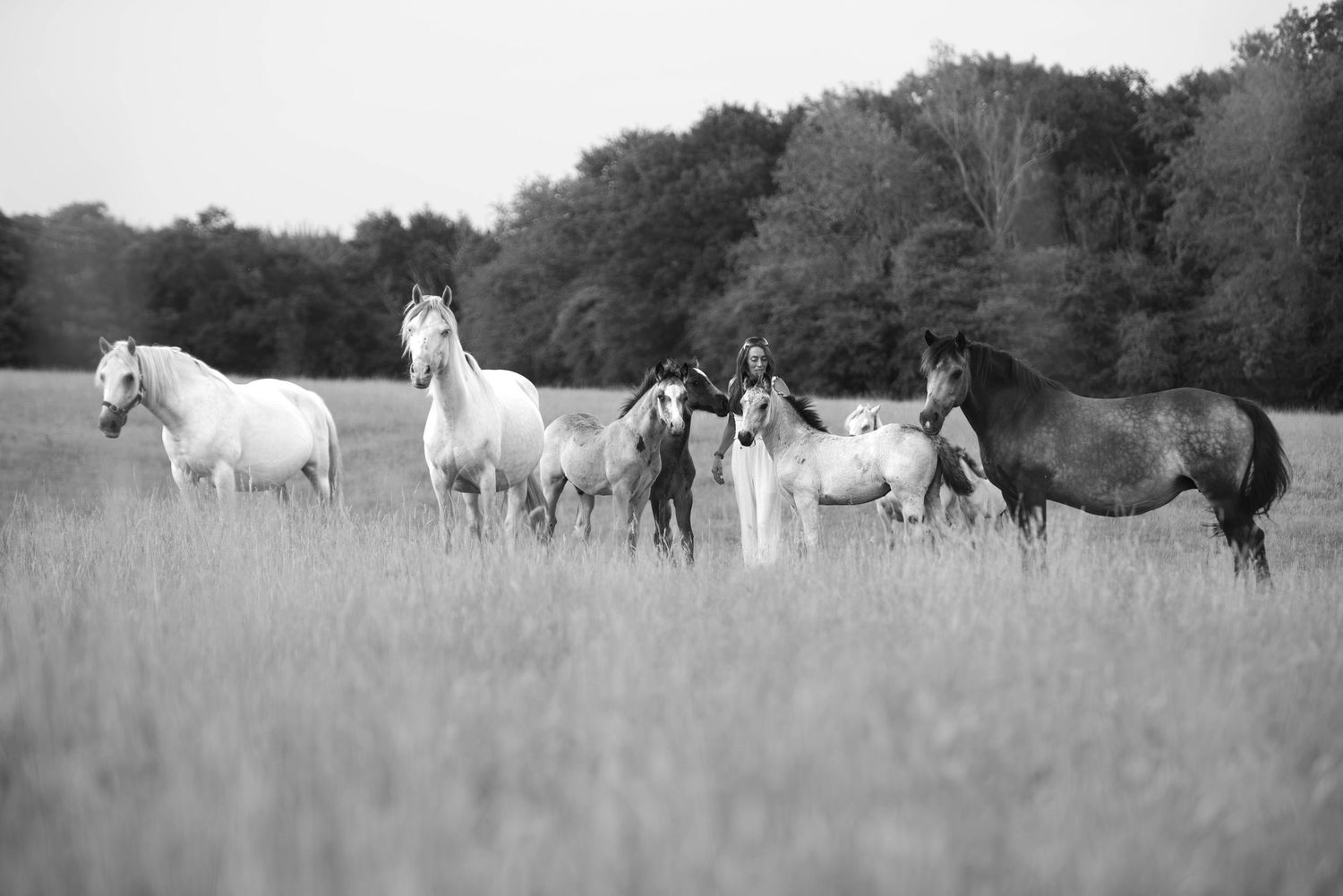 A herd of white and dark horses standing together in an open grassy field with trees in the background.