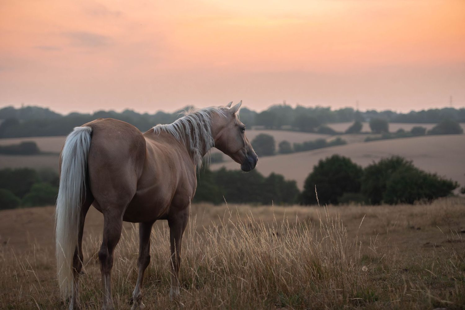 A palomino horse with a silver mane stands in tall grass during a stunning sunset.