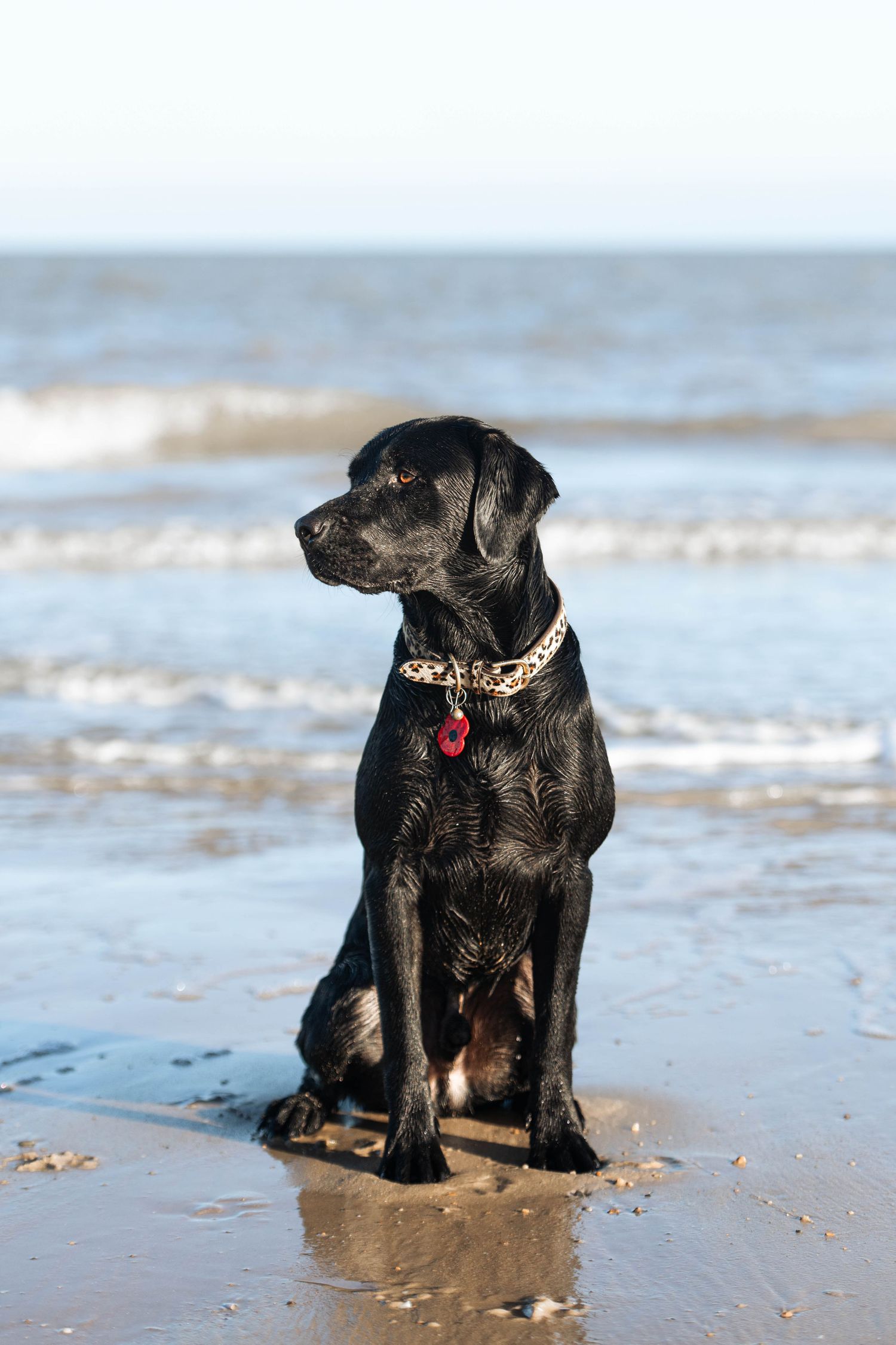 Wet black Labrador with decorative collar sits on sandy beach beside ocean waves.
