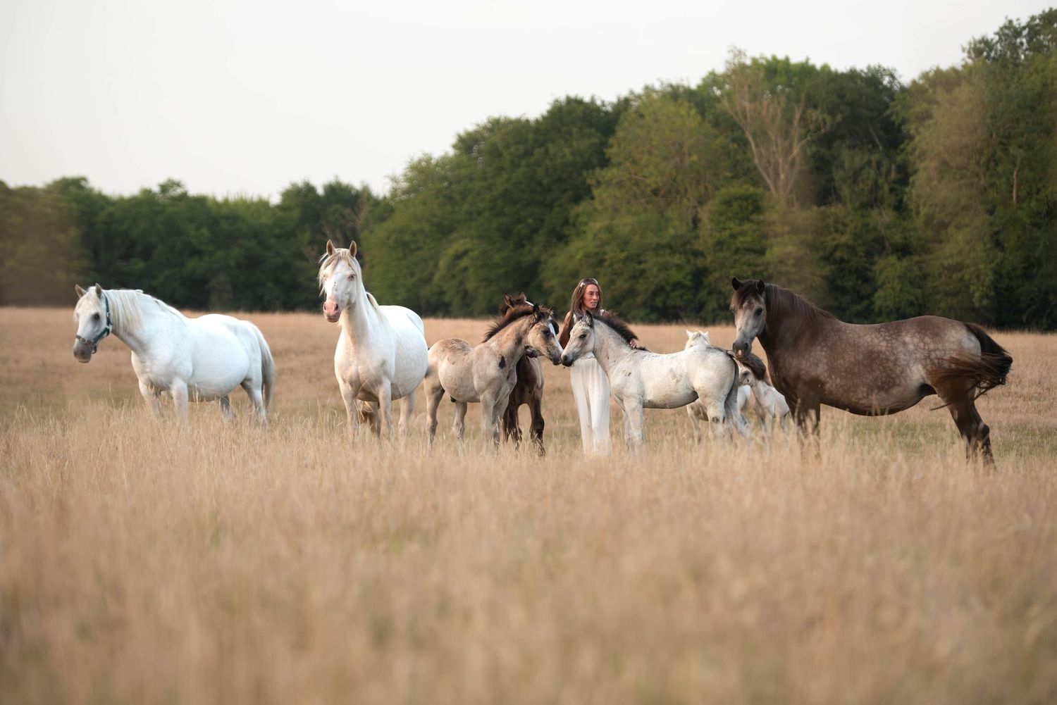 Herd of white and dark horses standing together in a dry field surrounded by green trees.