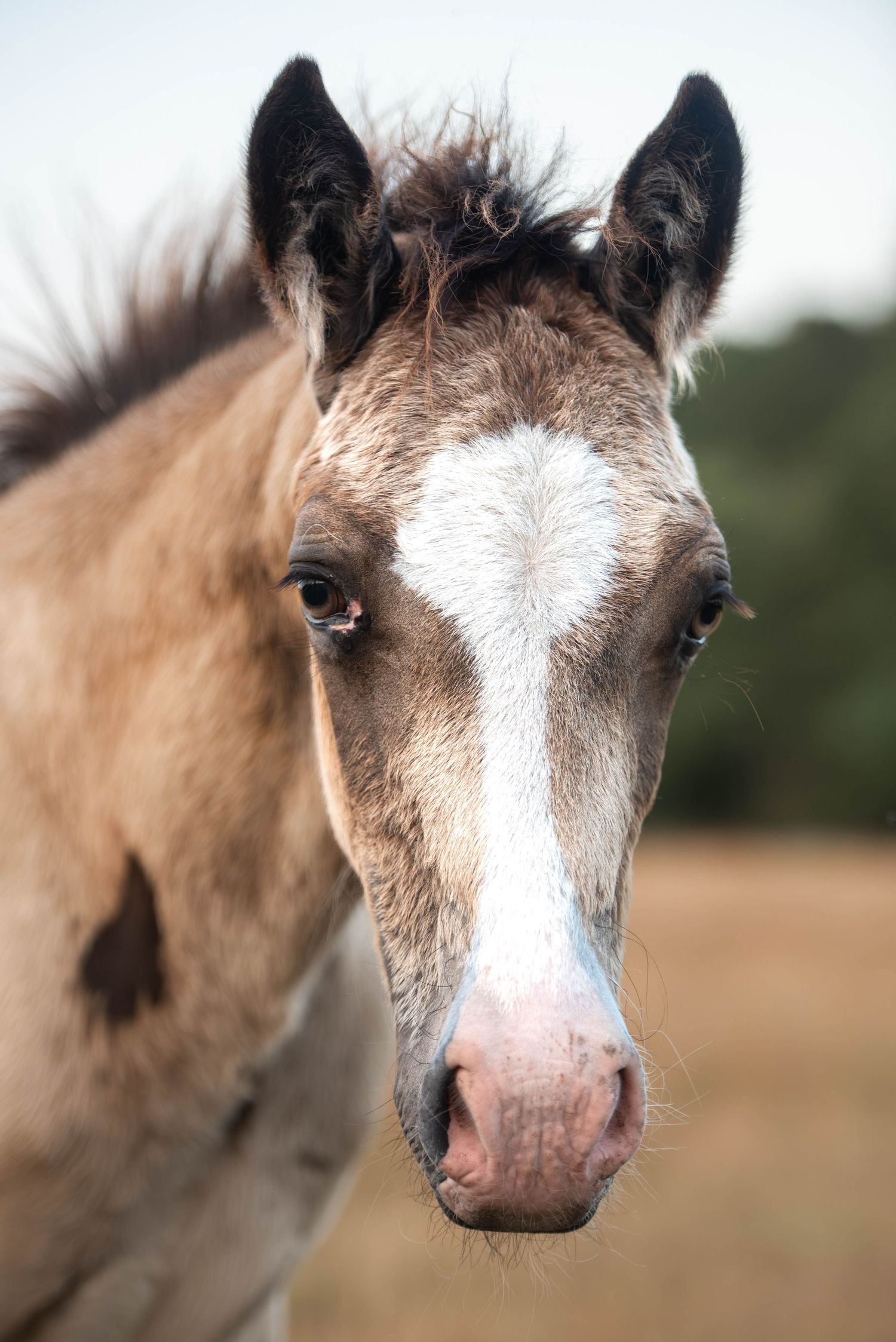 Close-up portrait of a young brown and white foal with a distinctive white blaze on its face.