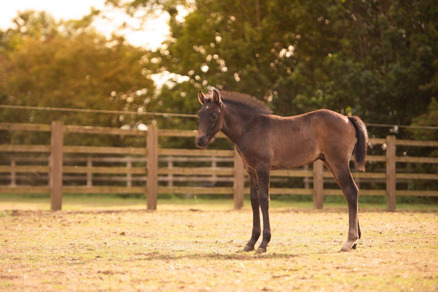 A young dark brown foal stands alone in a sunny paddock with wooden fence rails in the background.