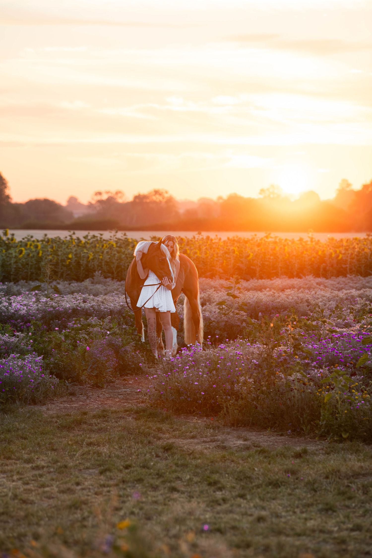 A brown and white goat stands in a blooming wildflower field bathed in warm golden sunset light.