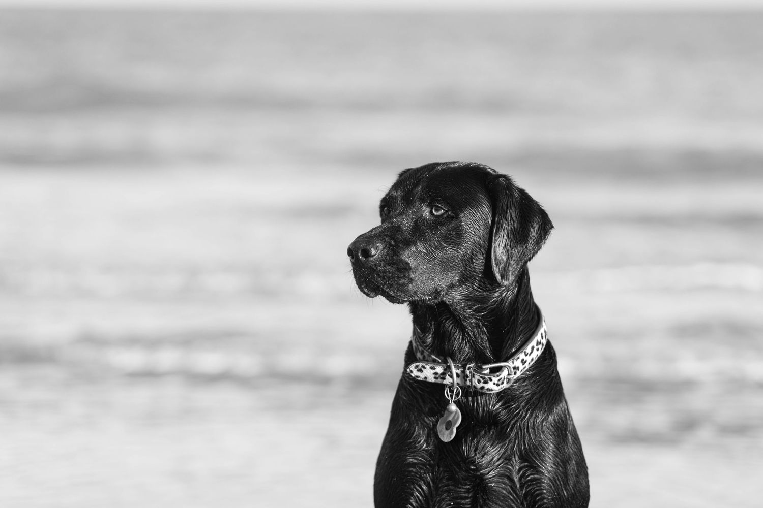 Black Labrador with chain collar sits alert on beach in black and white photo.