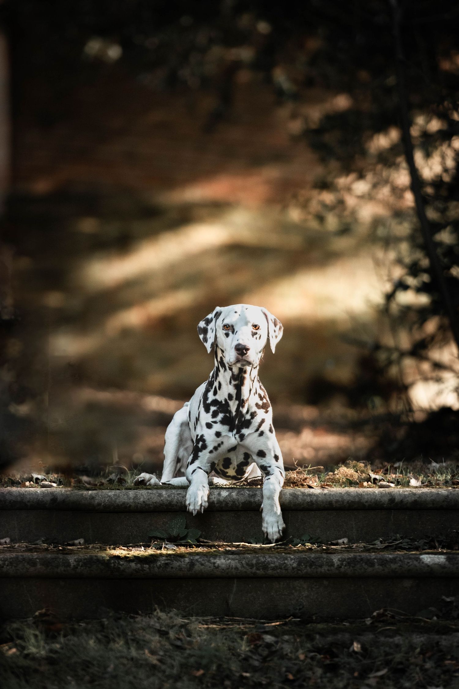 A spotted Dalmatian dog lying on stone steps in a shaded forest path.