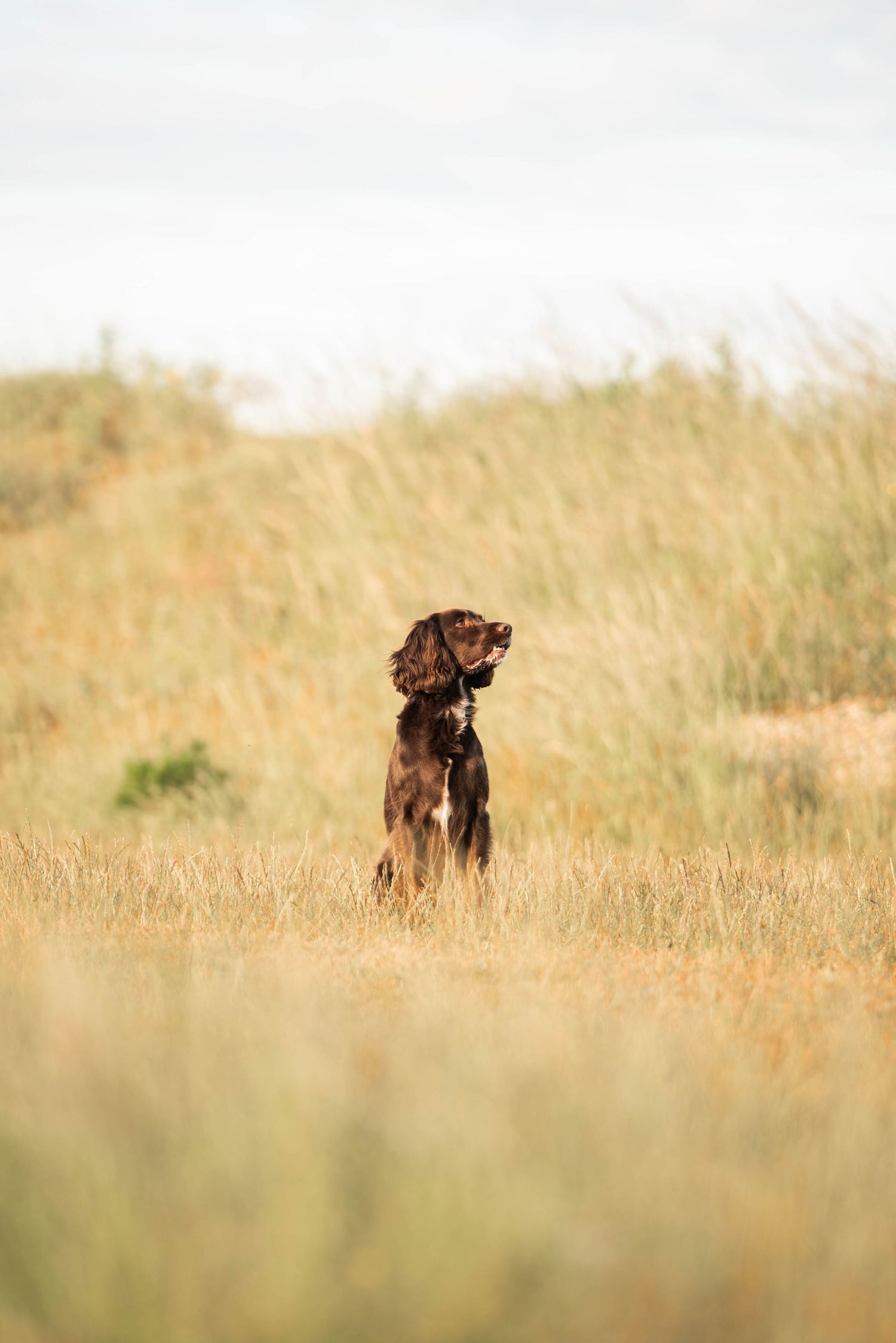 Brown Spaniel dog sitting alert in tall golden grass dunes against a pale sky.
