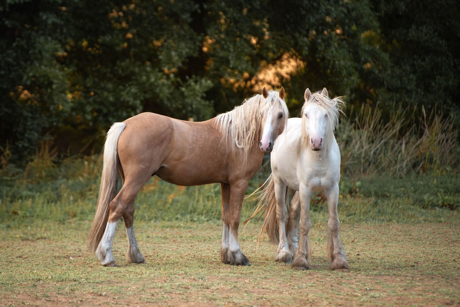 Two horses, one palomino and one white, standing together on a grassy field near trees.