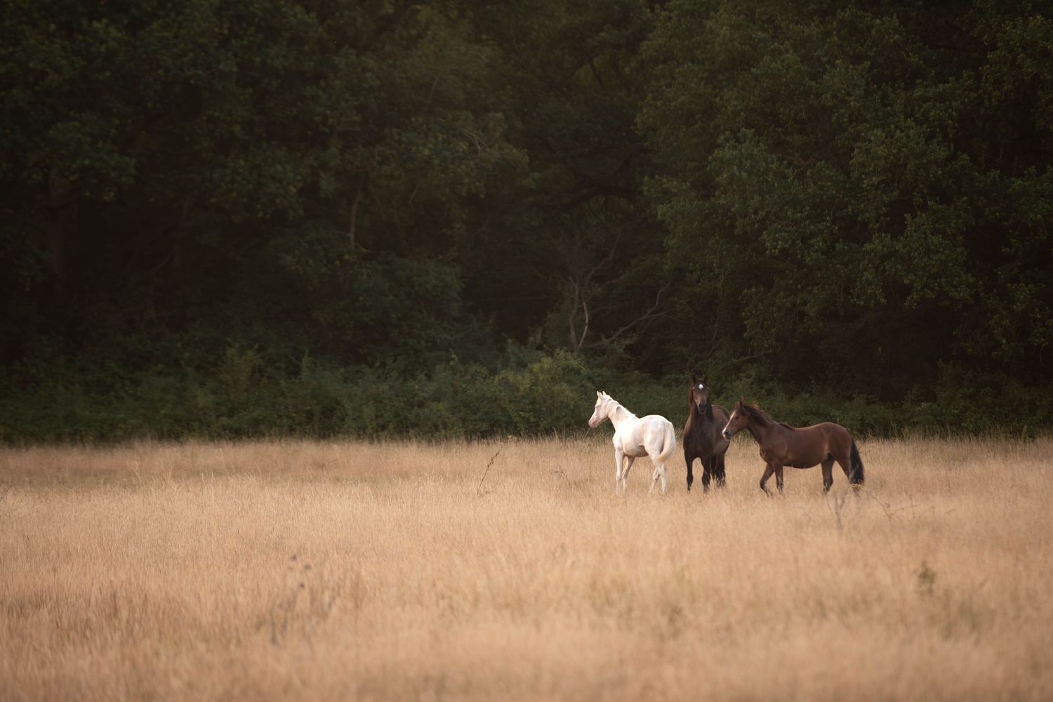 Three horses, one white and two dark, walking through a tall golden grass field at dusk.