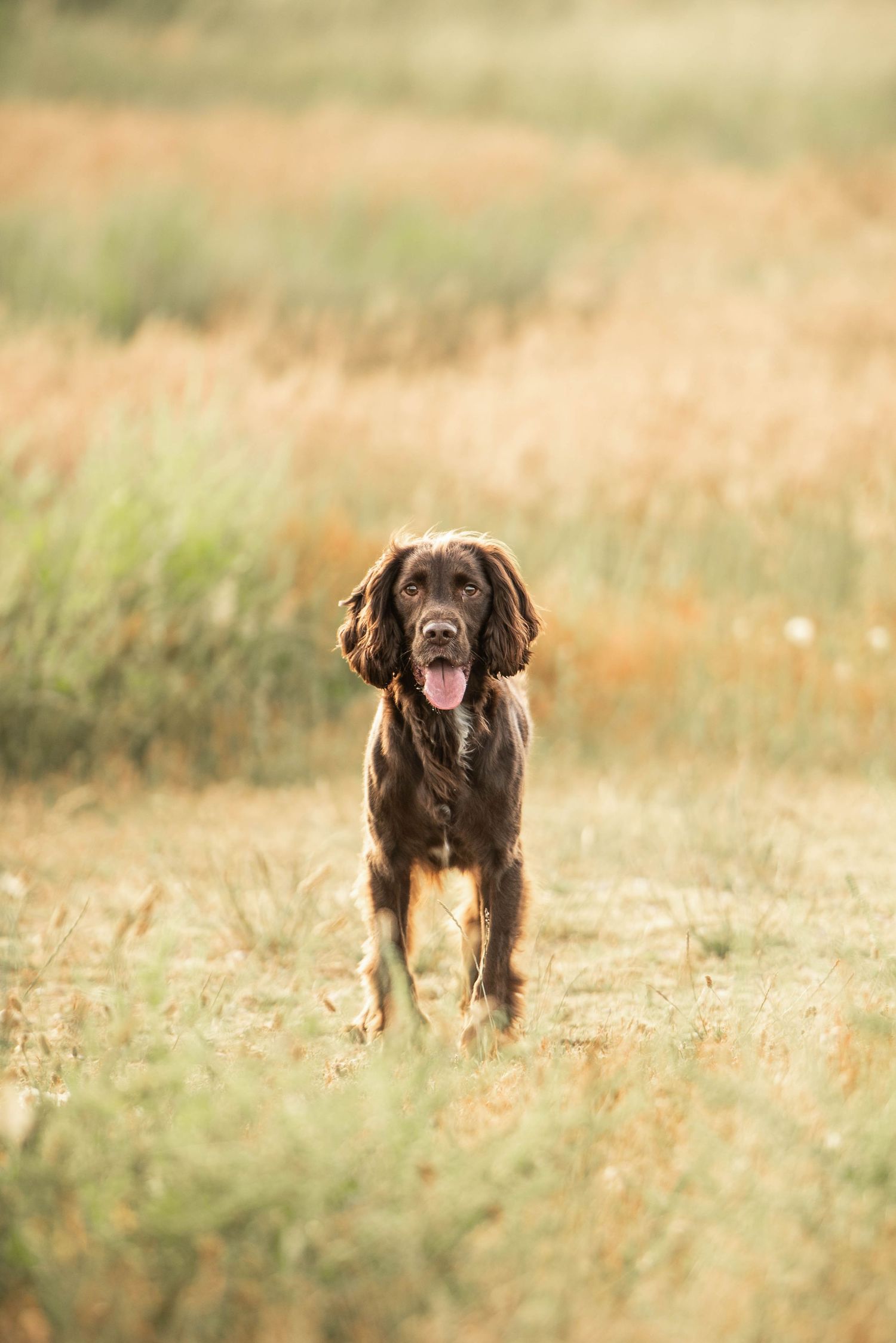 Brown Spaniel dog standing in a golden meadow with tongue out in warm sunlight.