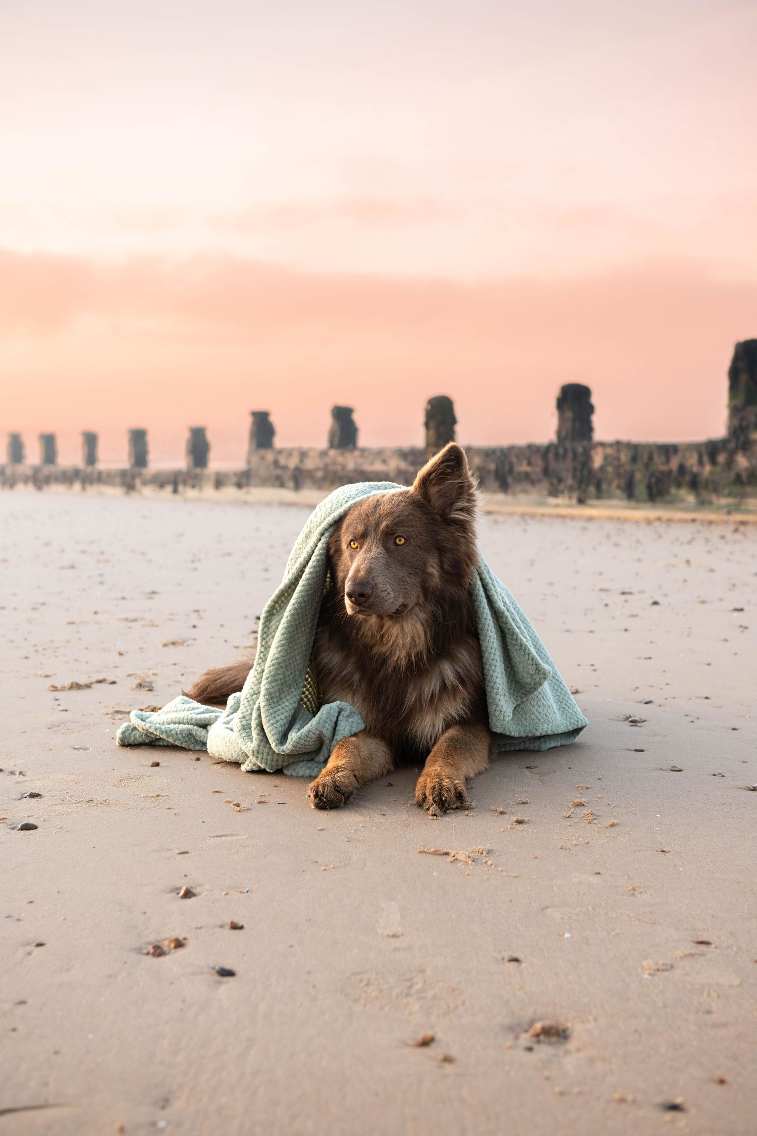 Fluffy brown dog lies on sandy beach wrapped in a teal towel at sunset.