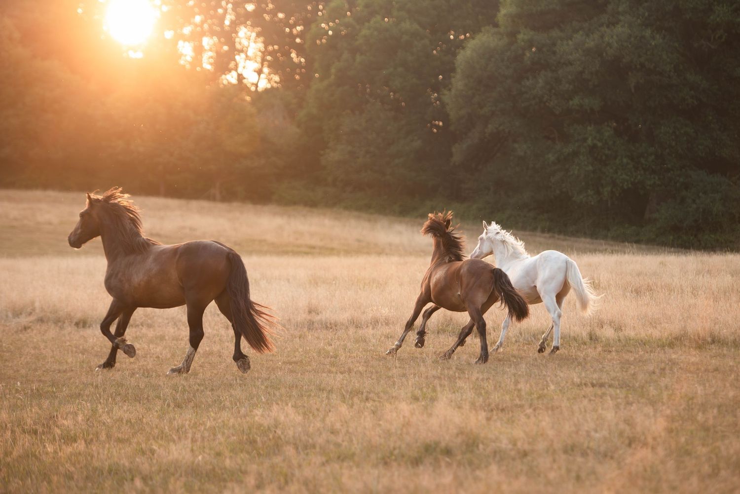 Three horses galloping freely across a dry field bathed in warm golden sunset light.