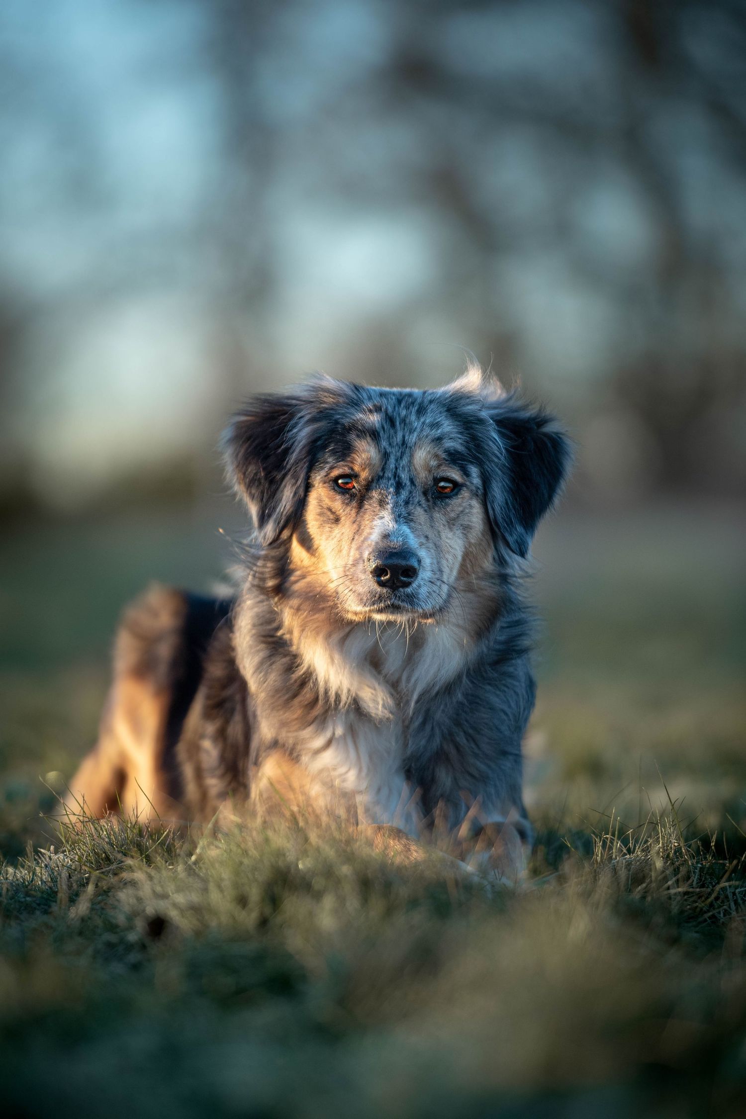 Blue merle Australian Shepherd dog lying in frost-covered grass in soft evening light.