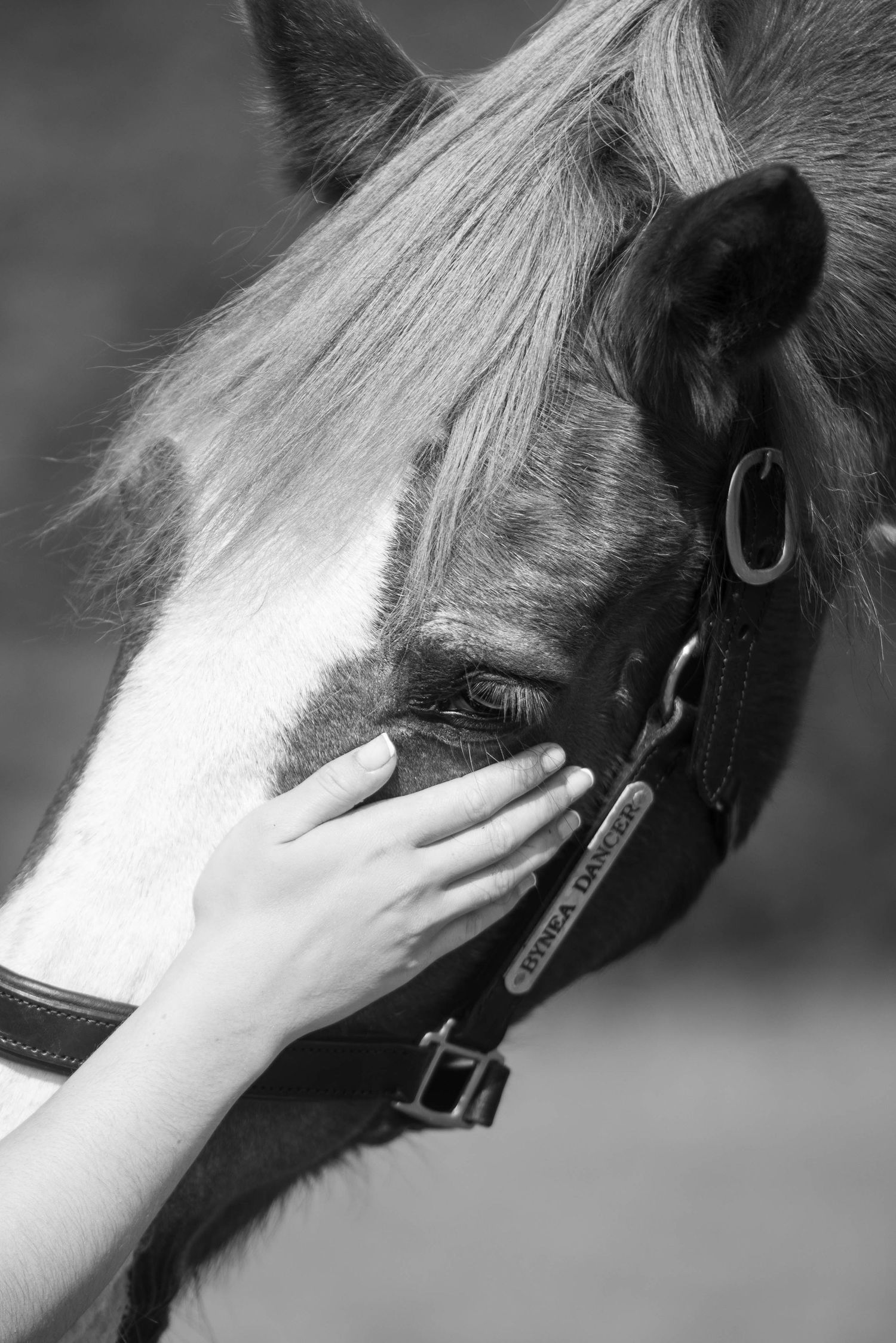 Black and white close-up of a human hand gently touching a horse's face wearing a leather halter.
