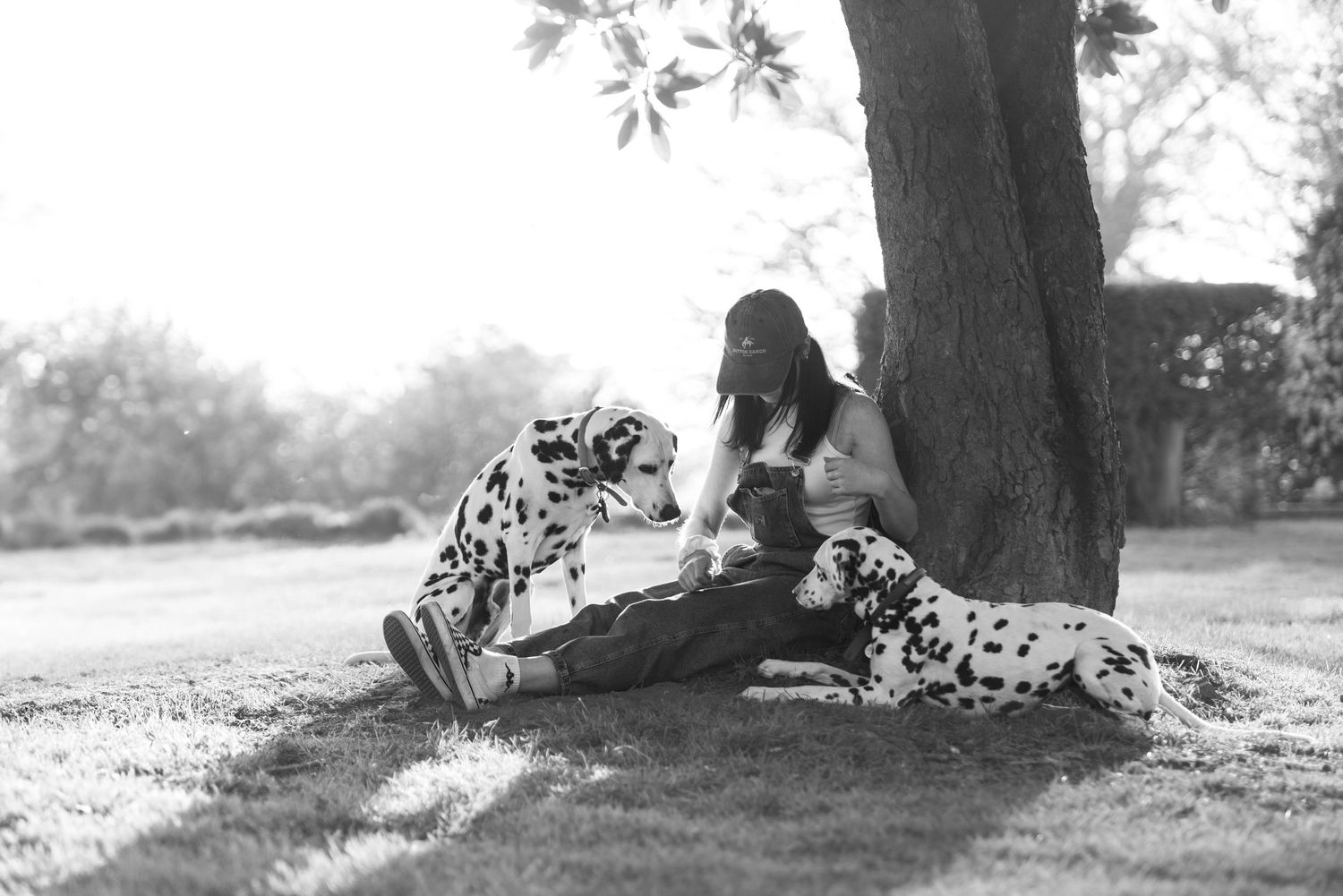 A woman sitting under a tree with two Dalmatian dogs on a sunny lawn, black and white.