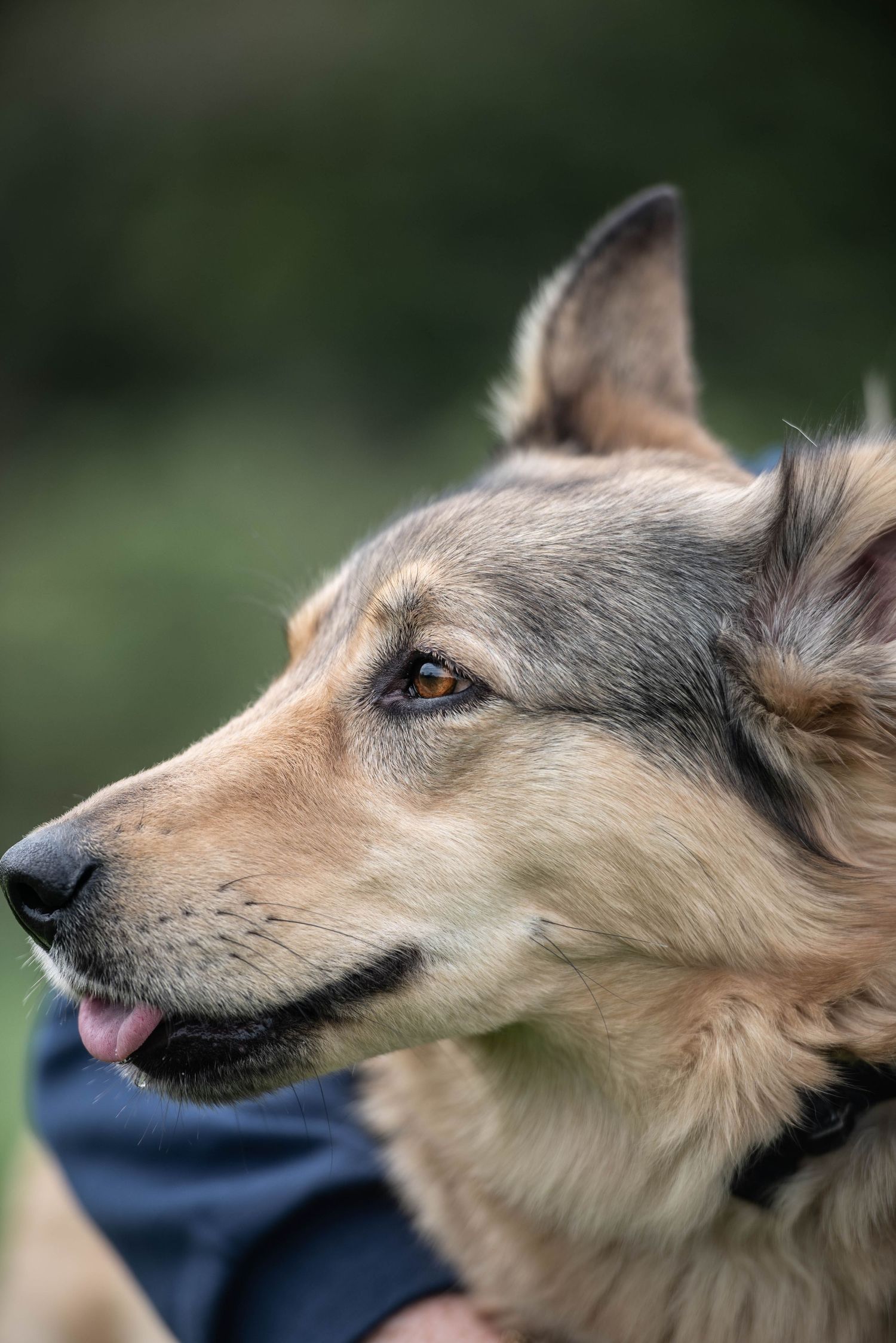 Close-up side profile of a German Shepherd mix dog with tongue out against green bokeh background.
