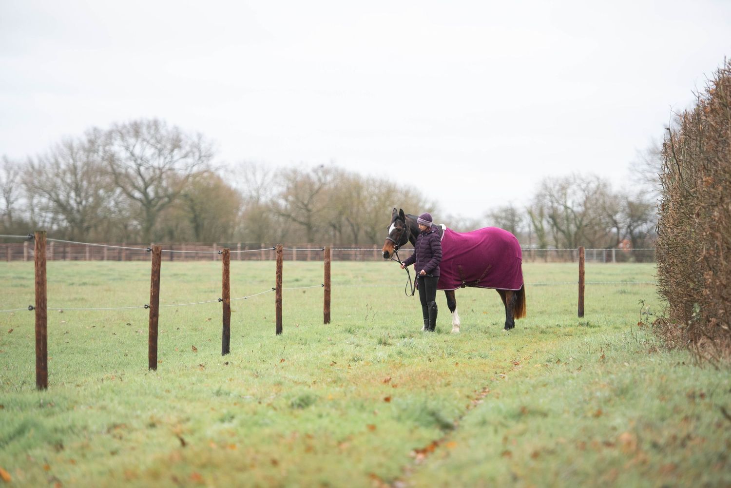 Dark horse wearing a purple blanket standing alone in a green field beside hay bales.