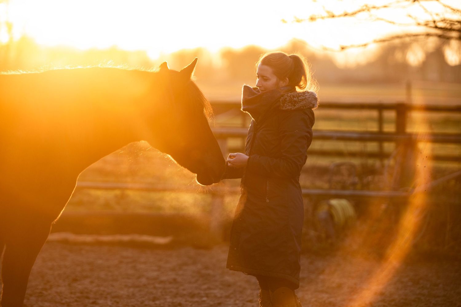 Person in black jacket hand-feeding a horse bathed in warm golden sunset glow.