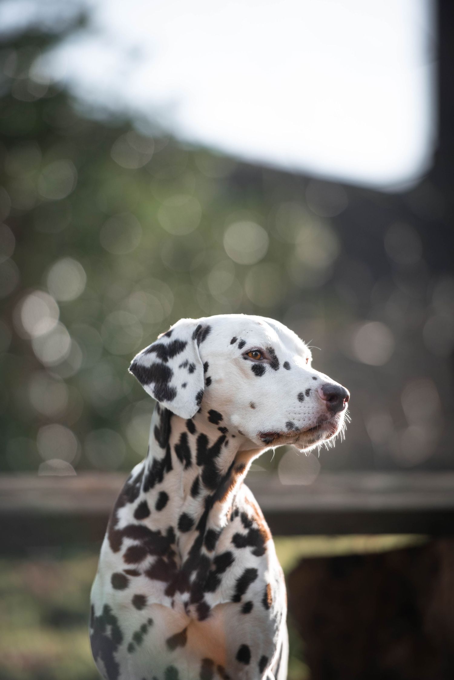 A beautiful Dalmatian dog with brown spots sitting outdoors in soft bokeh light.