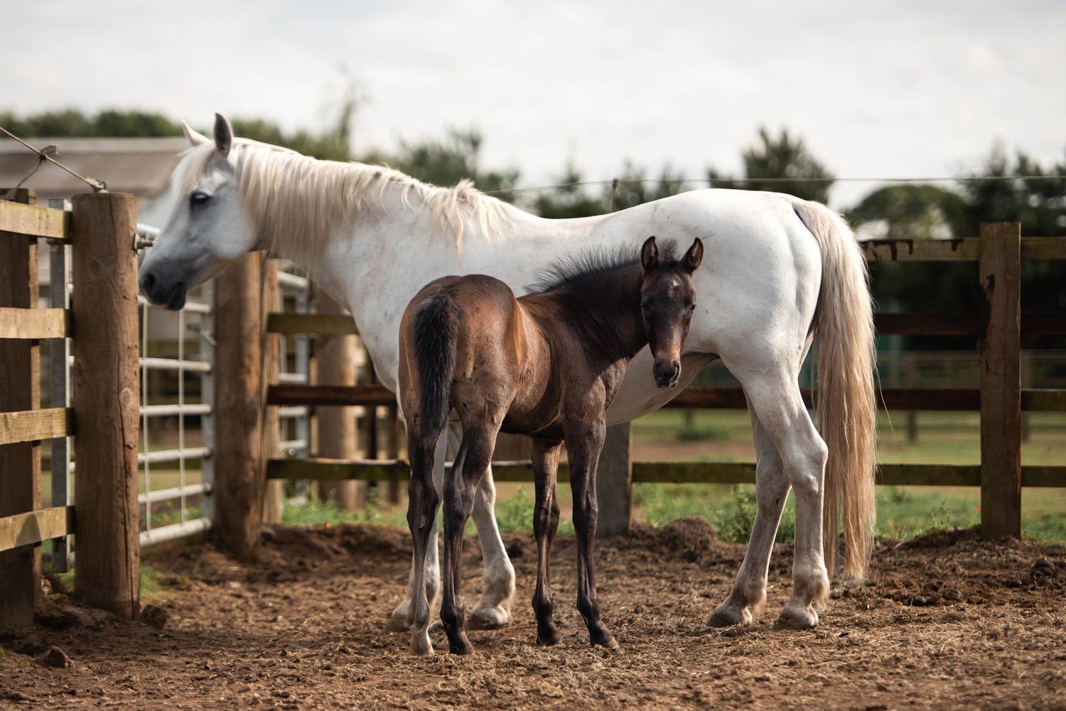 White mare and dark brown foal standing together inside a wooden paddock enclosure.