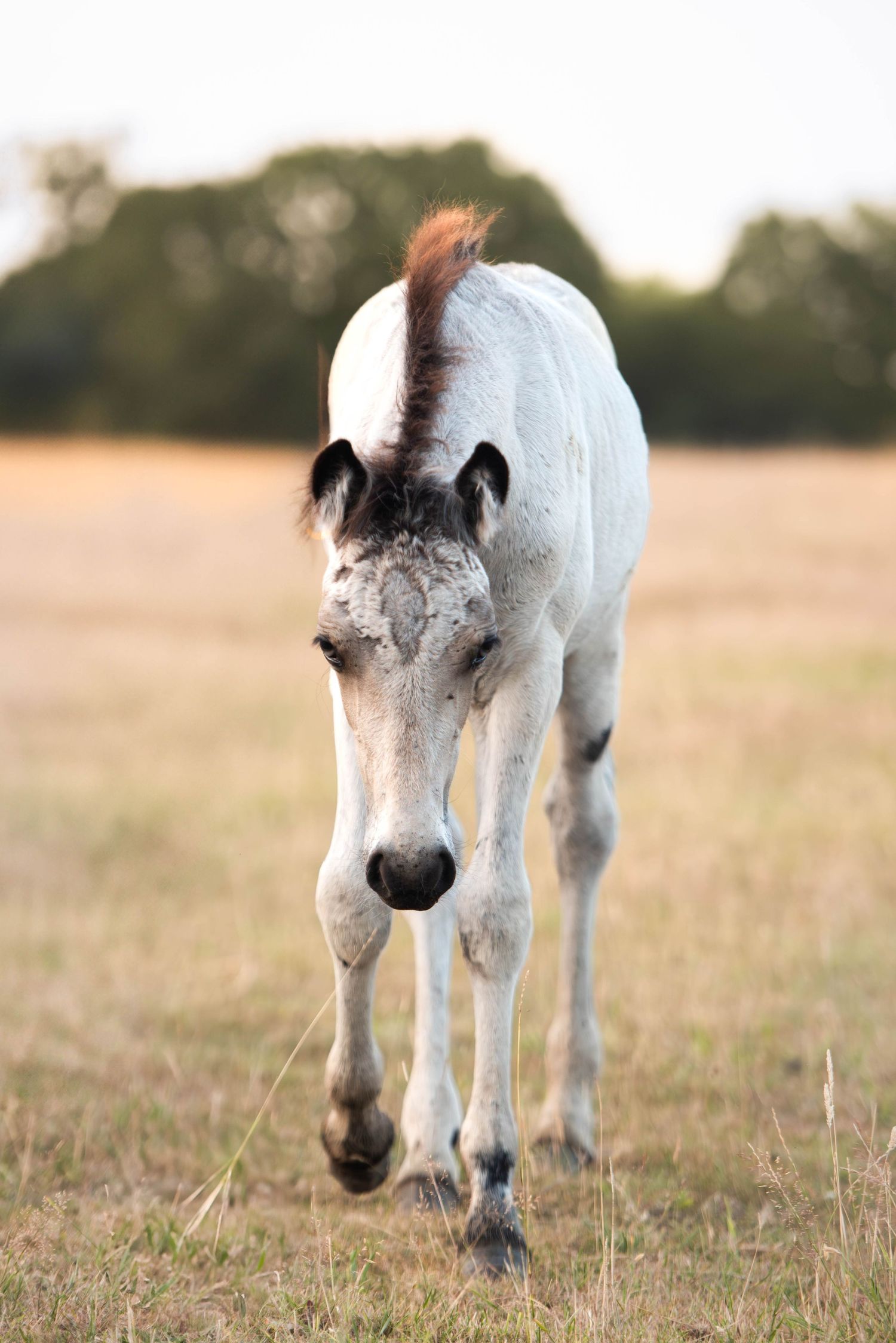 A white foal with a dark mane walks toward the camera across an open grassy field.