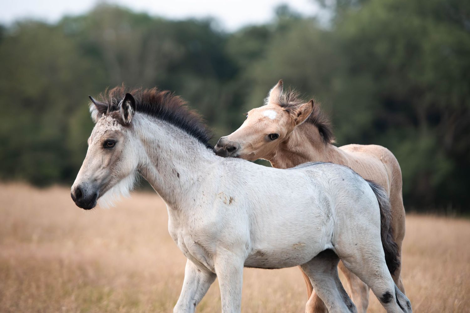 Two young white foals with dark manes playfully interact while running in a golden field.