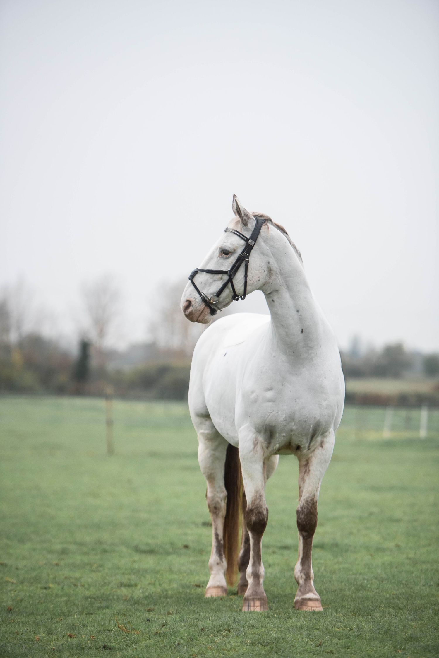 White horse wearing a bridle standing in a green field on an overcast day.