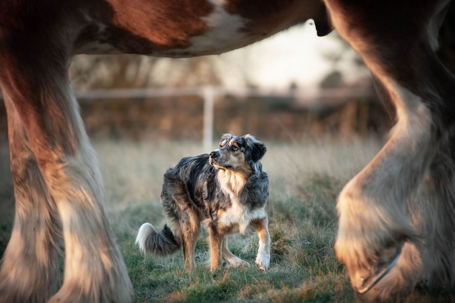 Two Australian Shepherd dogs standing between the legs of a large brown horse in a field.