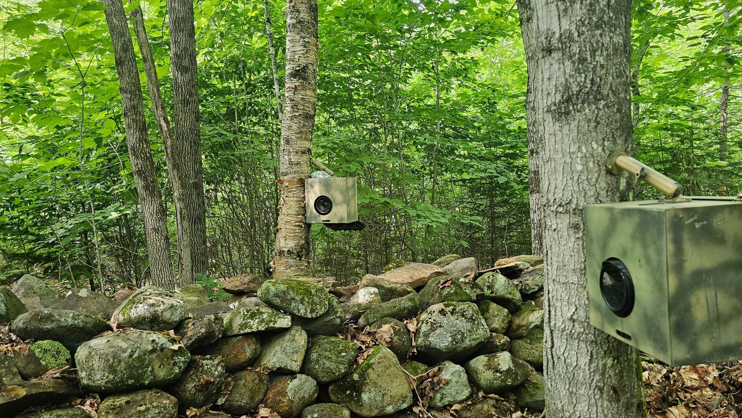 Cognisys video camera boxes set up on a rock wall in Maine