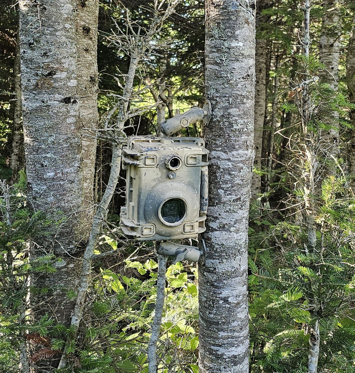 GoPro video camera trap set up in the maine woods