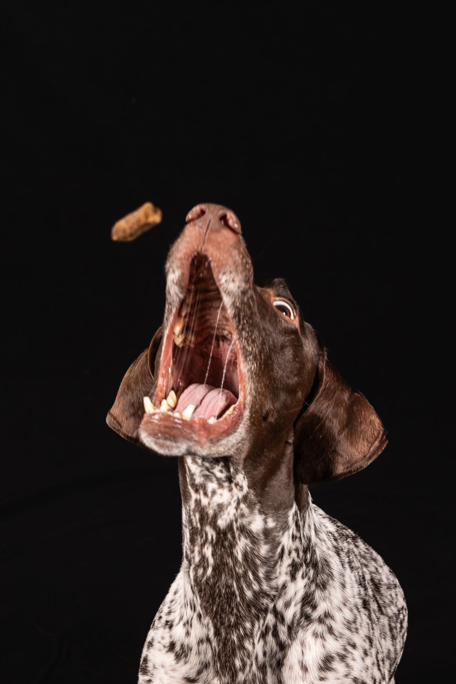 German Shorthaired Pointer shows animated expressions against black background.