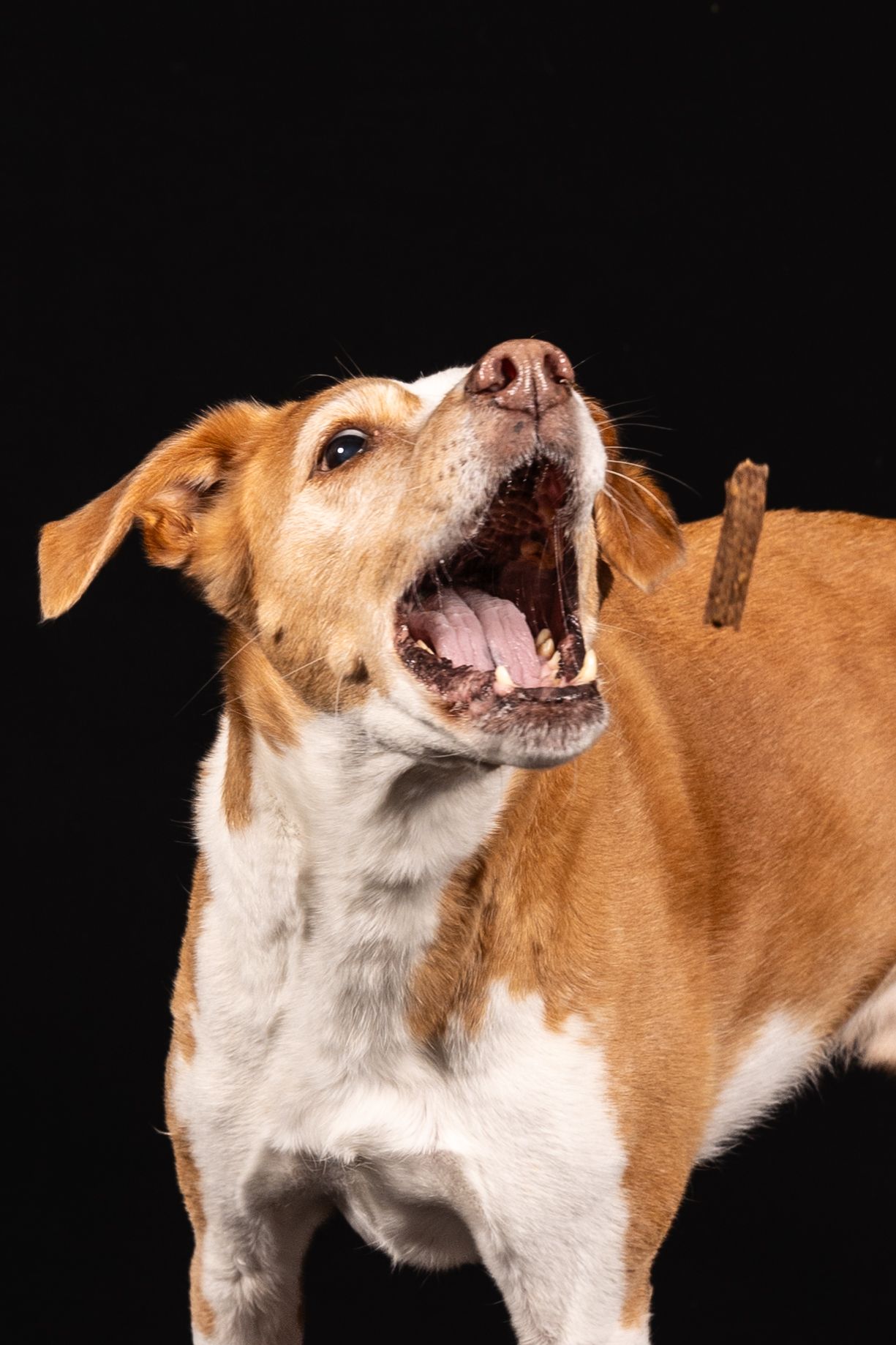 Tan and white dog shows various animated expressions against dark background.