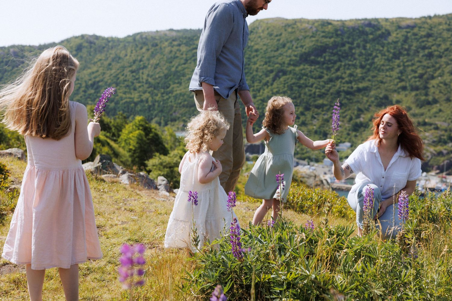 Documentary family session at Signal Hill during the lupin bloom by Newfoundland lifestyle photographer Kaitlyn Yvette